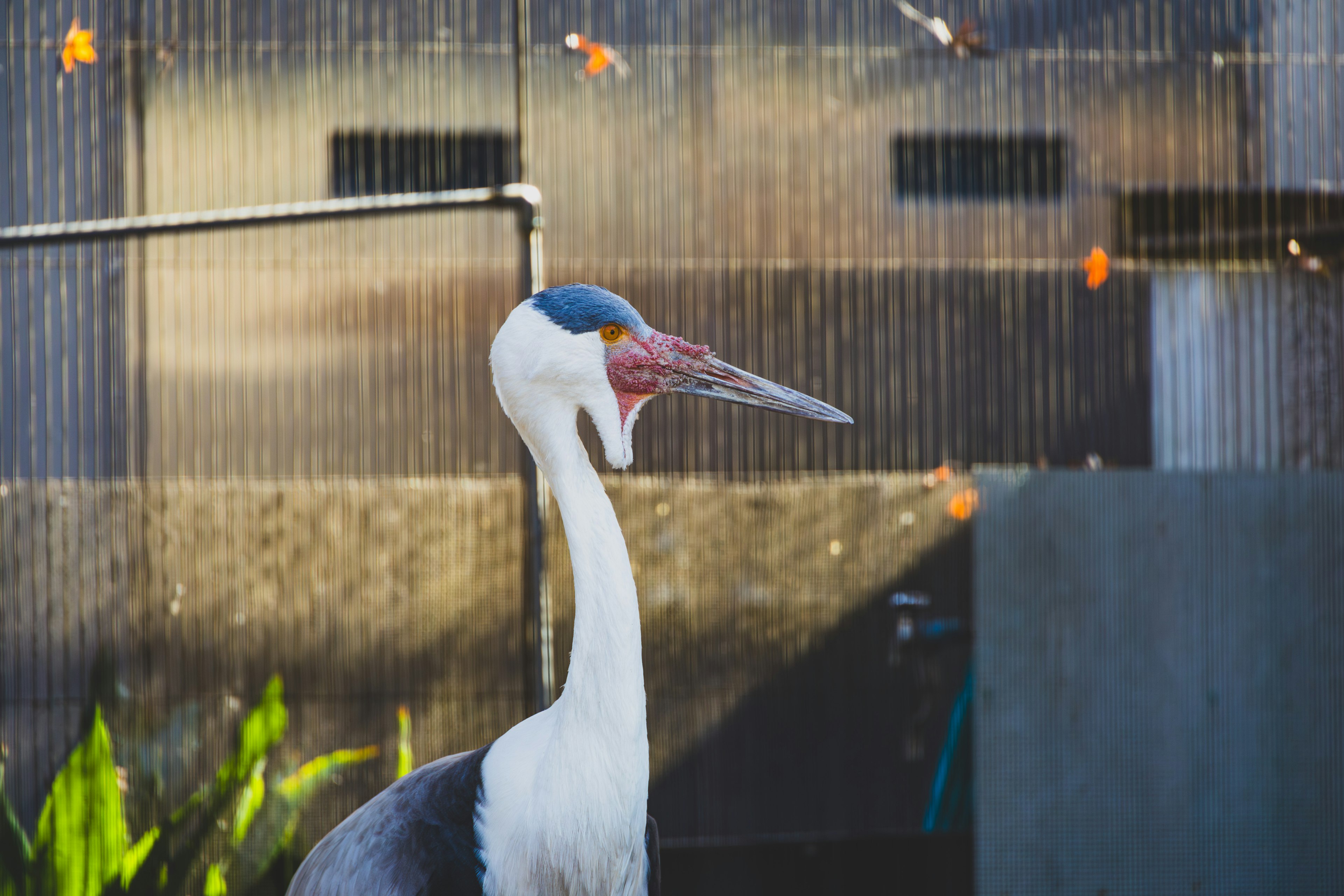 Ein weißer Vogel mit blauer Kopfbedeckung steht vor einem Drahtgitter-Hintergrund