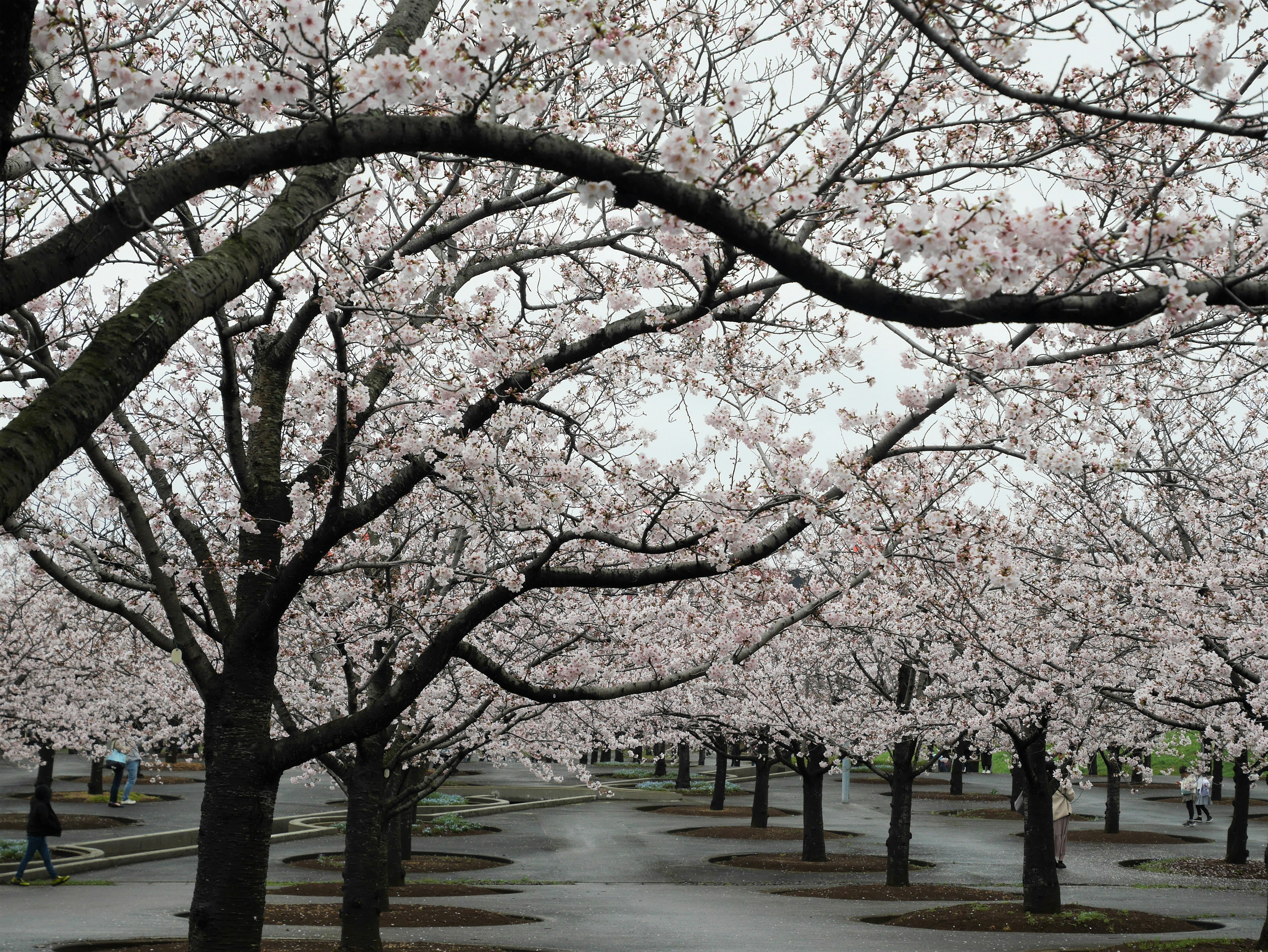 Pemandangan pohon sakura yang sedang berbunga