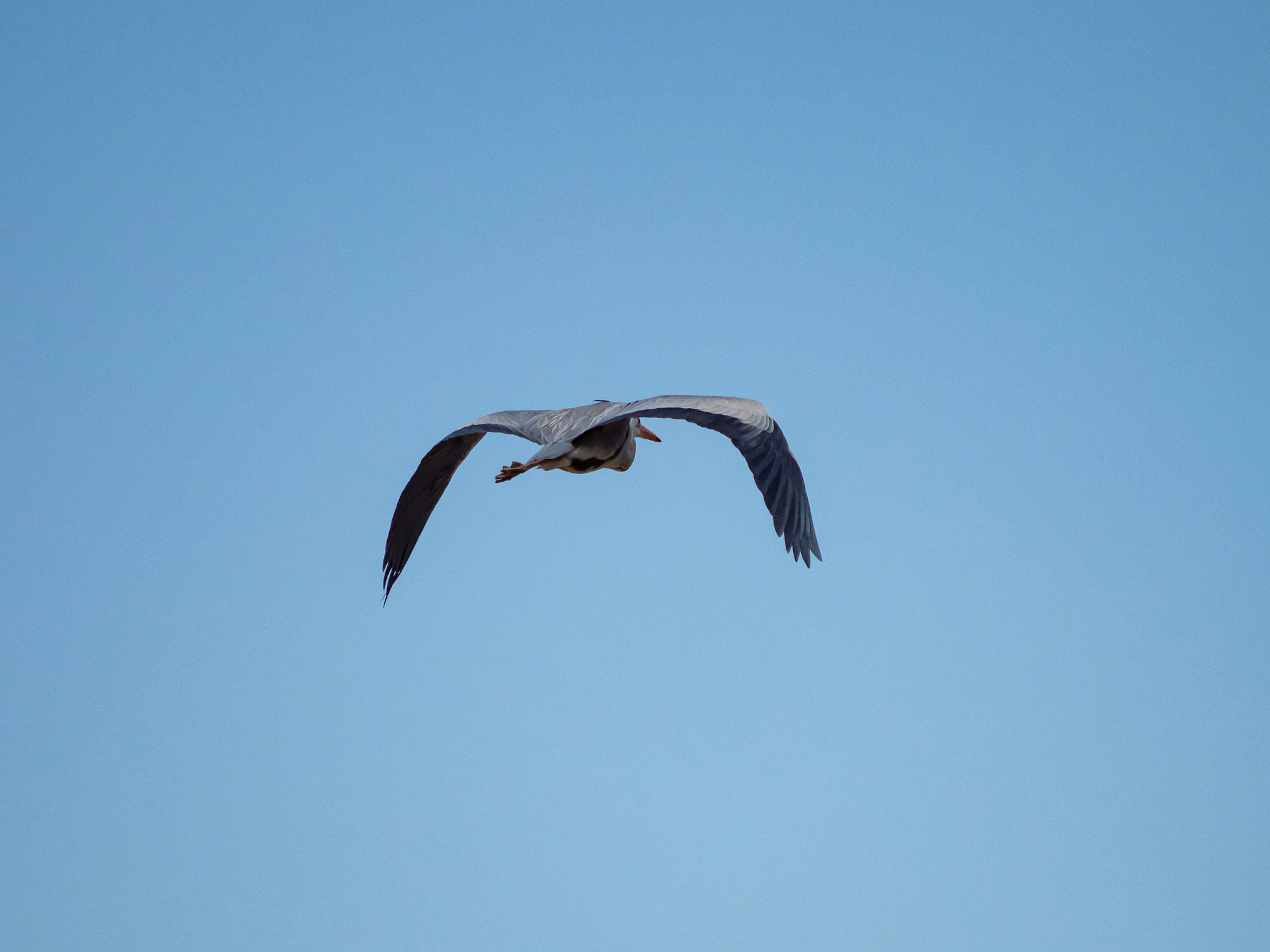 A large bird flying against a blue sky