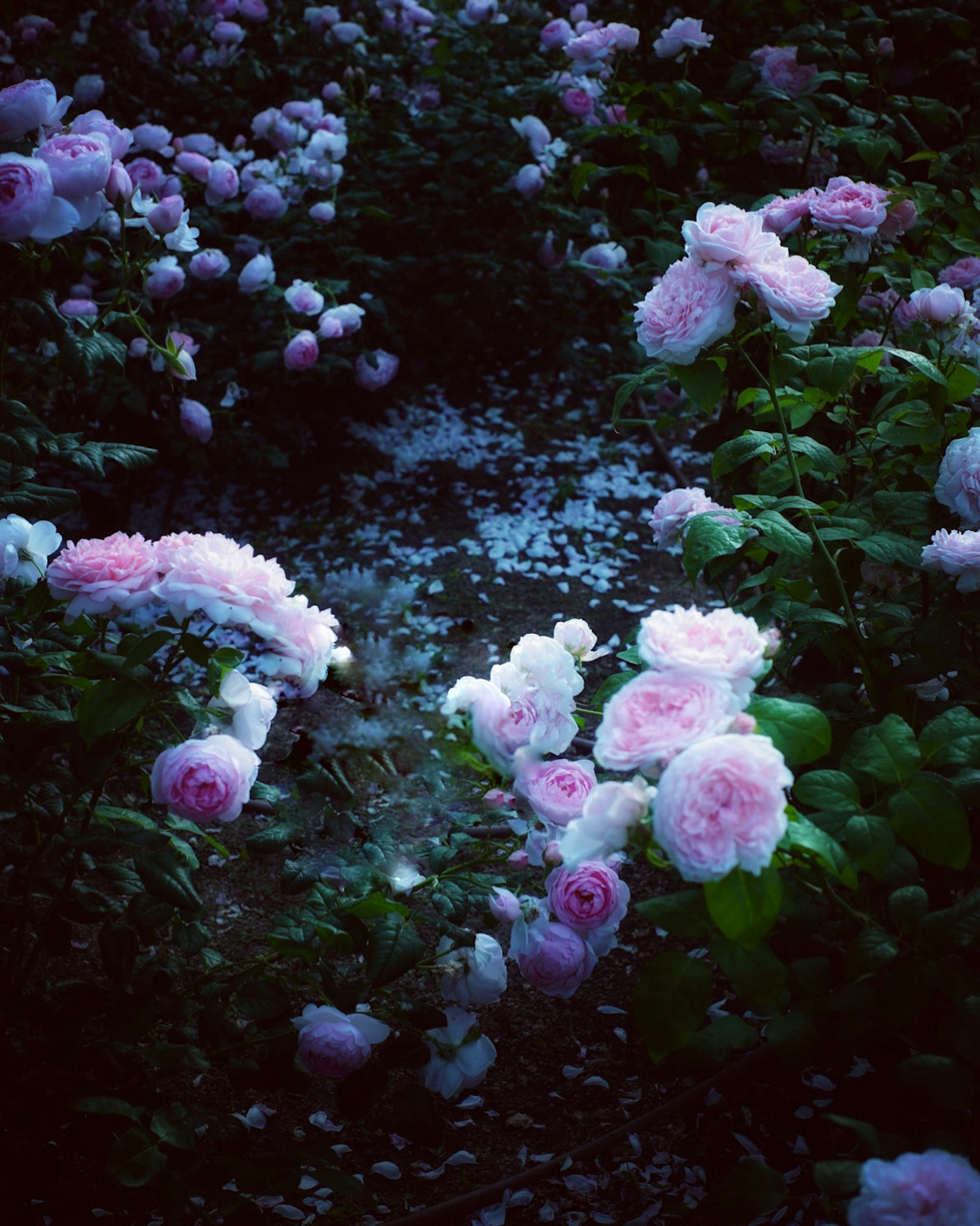 Une scène de jardin remplie de fleurs roses douces