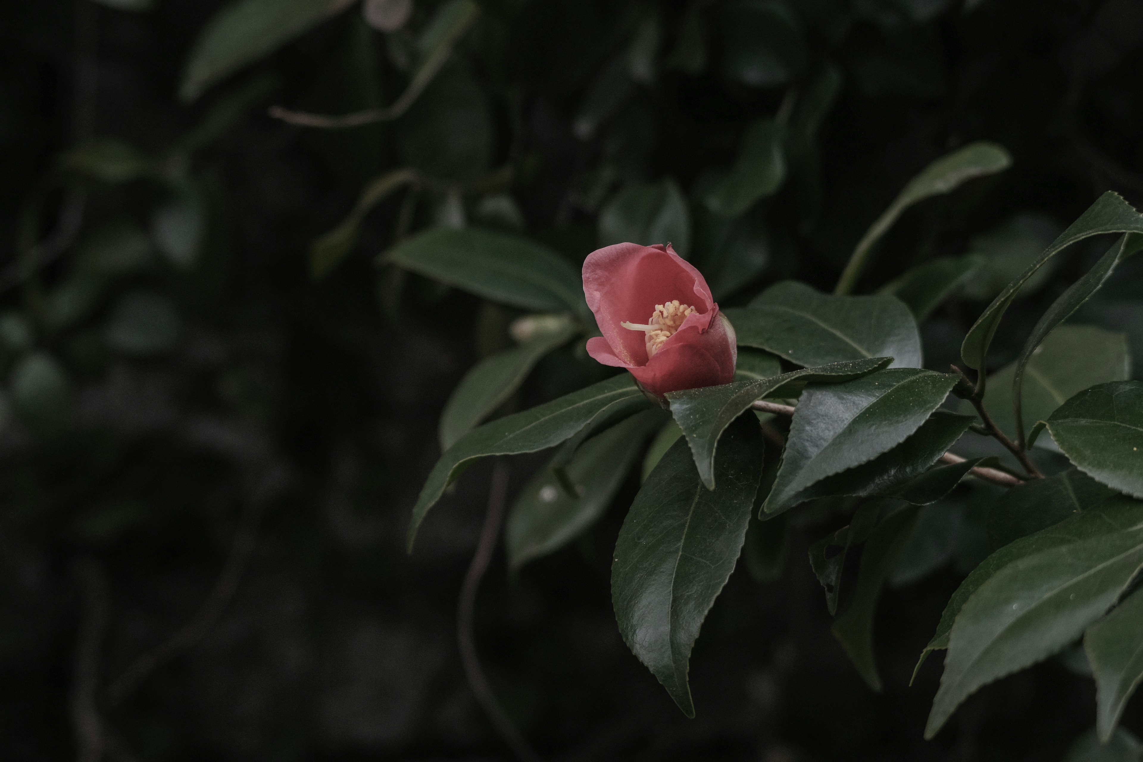 暗い背景に咲くピンクの椿の花と緑の葉