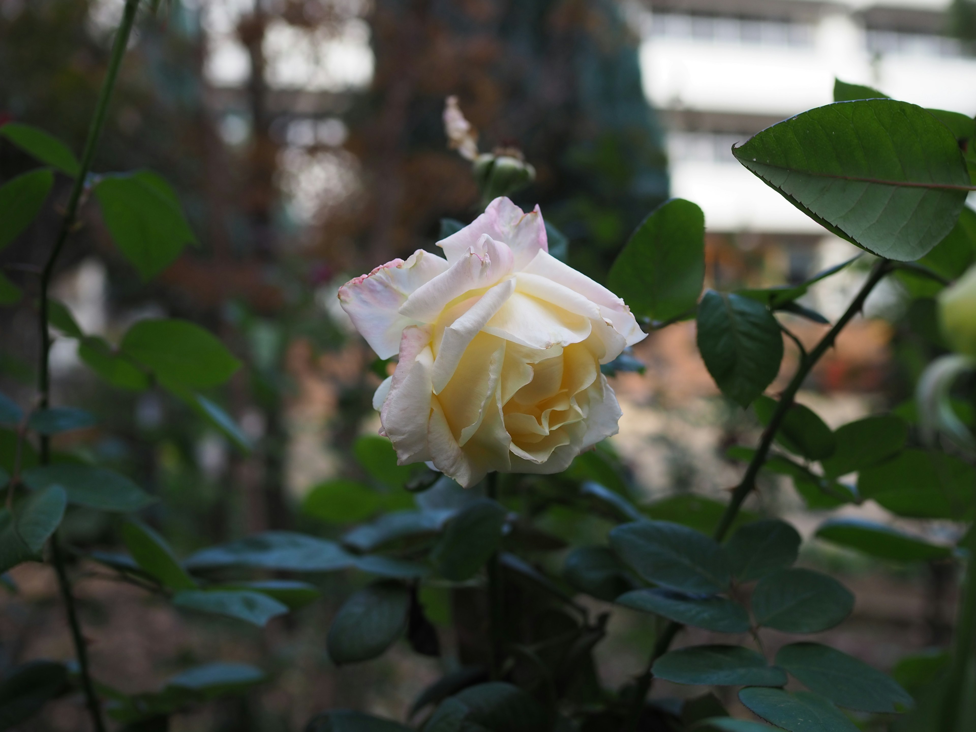 Une rose jaune pâle en fleur entourée de feuilles vertes