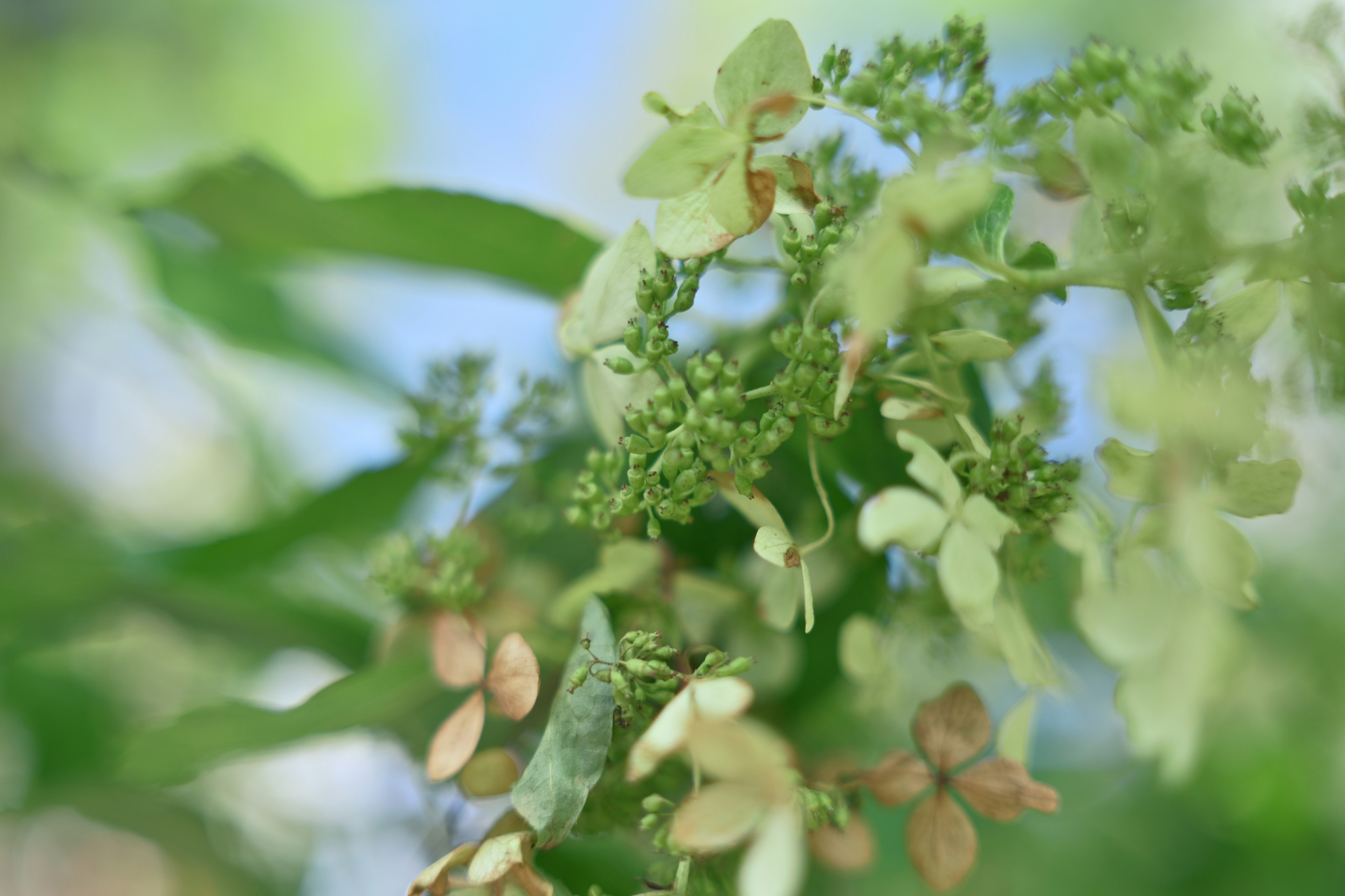 Primer plano de una planta con hojas verdes y flores pálidas