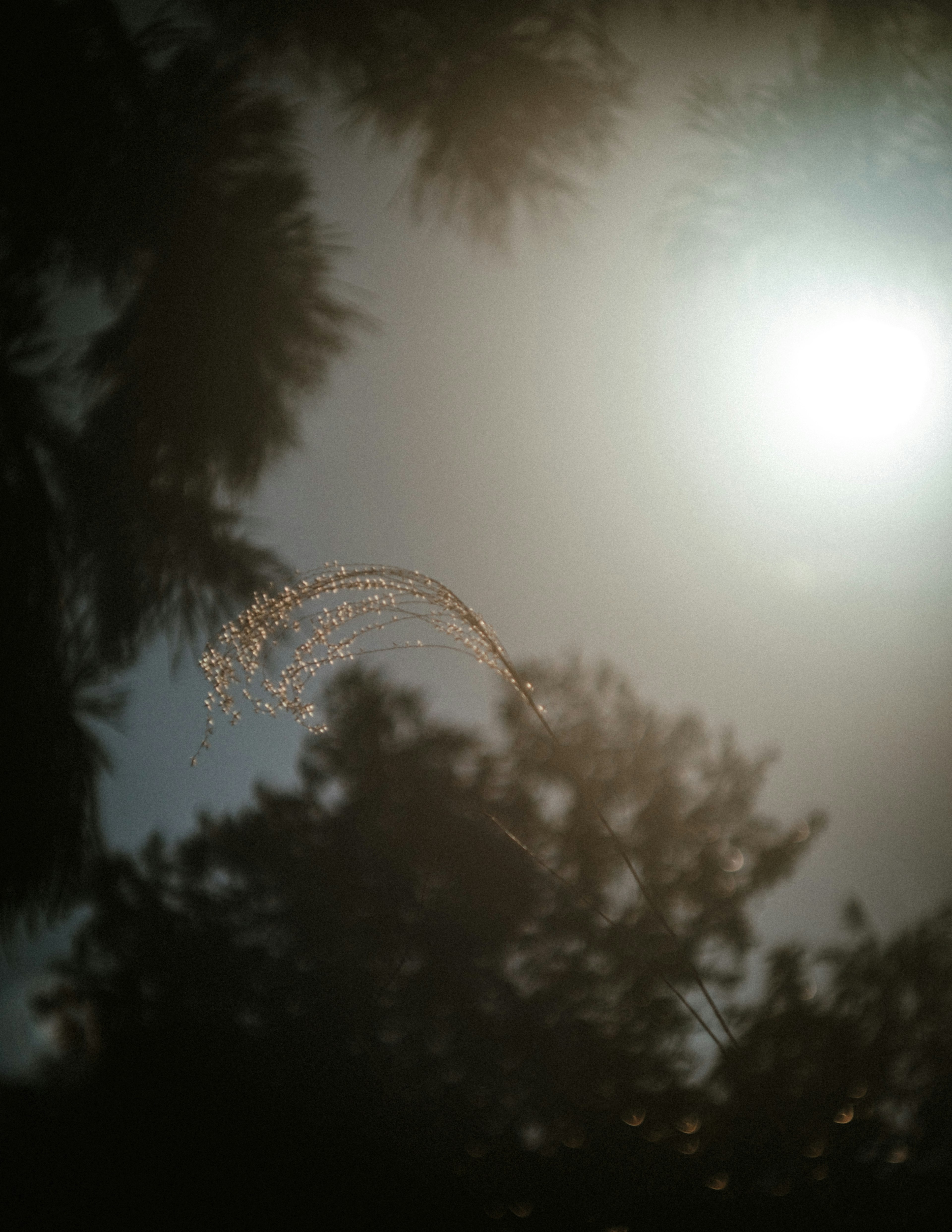 Réflexion de la lumière dans le ciel avec des silhouettes d'arbres environnants