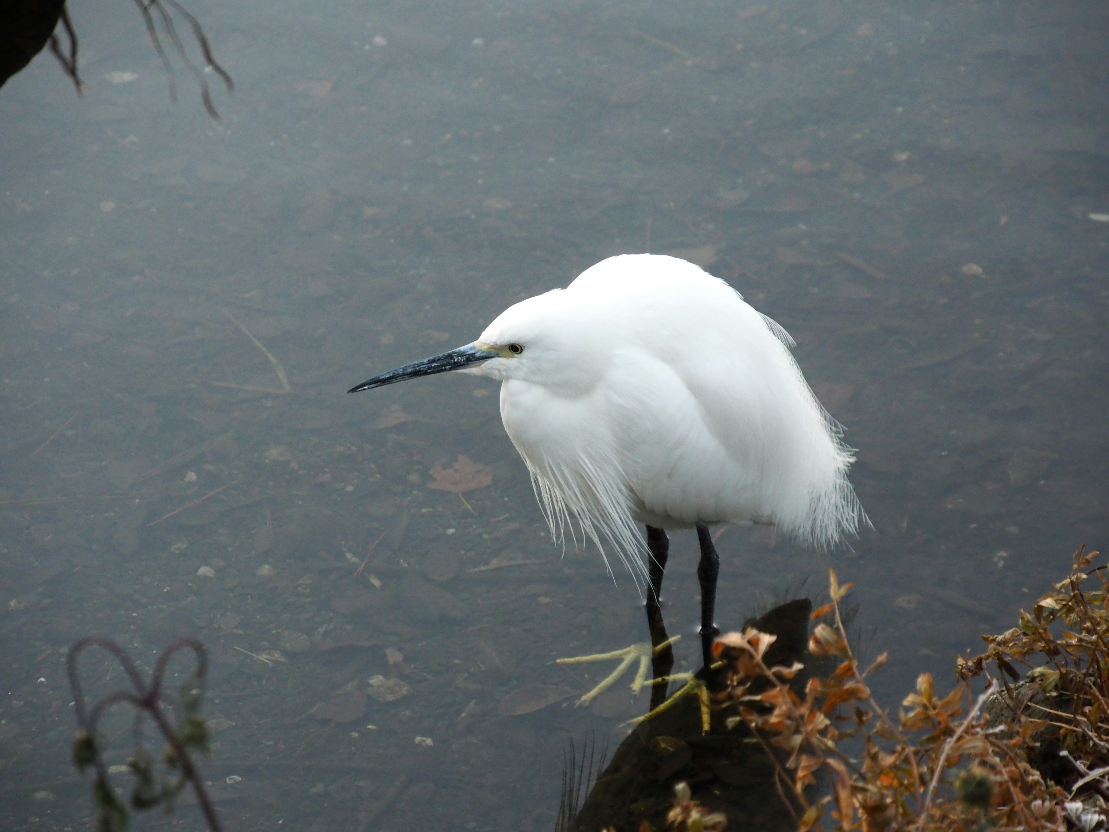 Una garza blanca de pie junto al agua