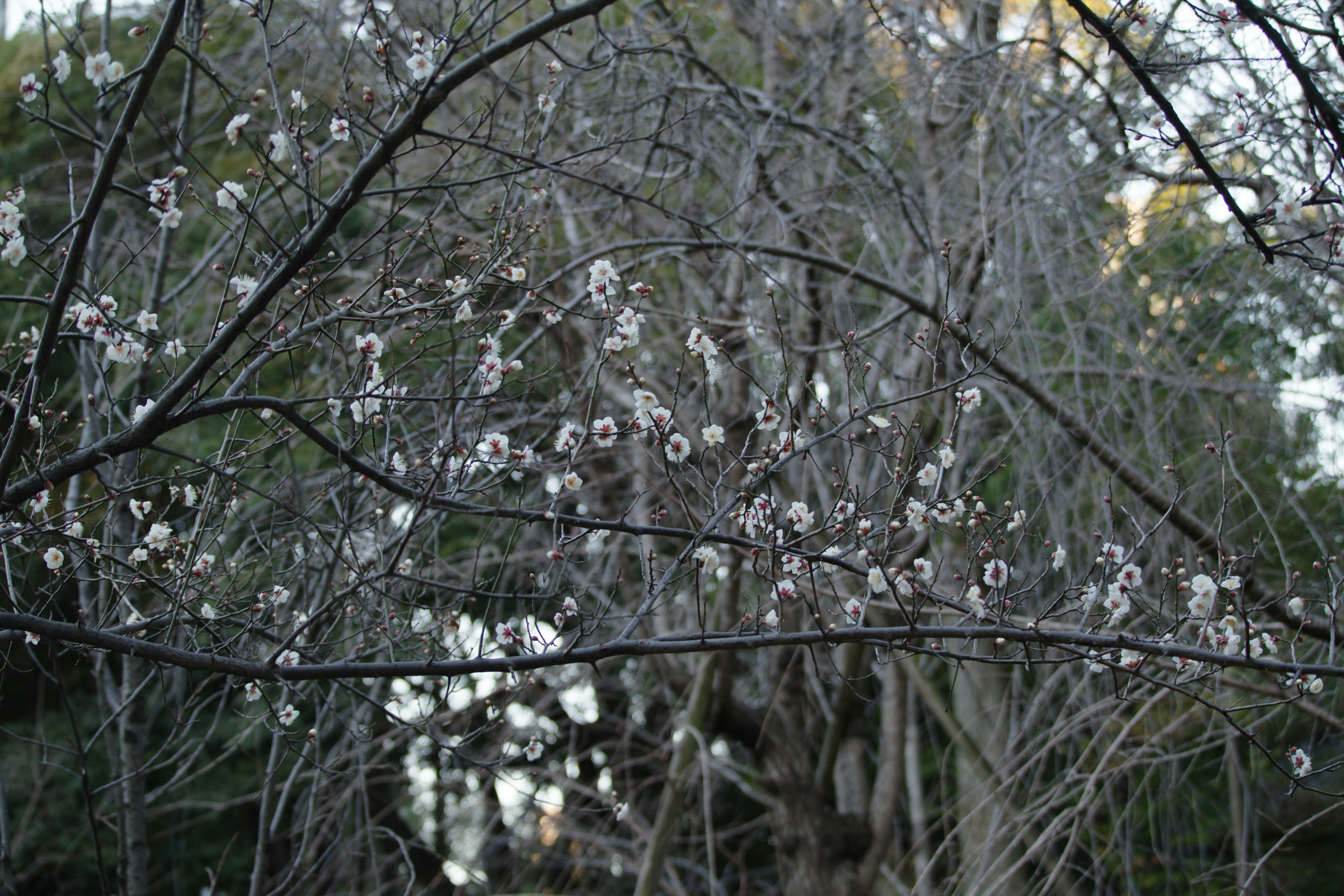 花が咲いている枝と背景の木々の風景