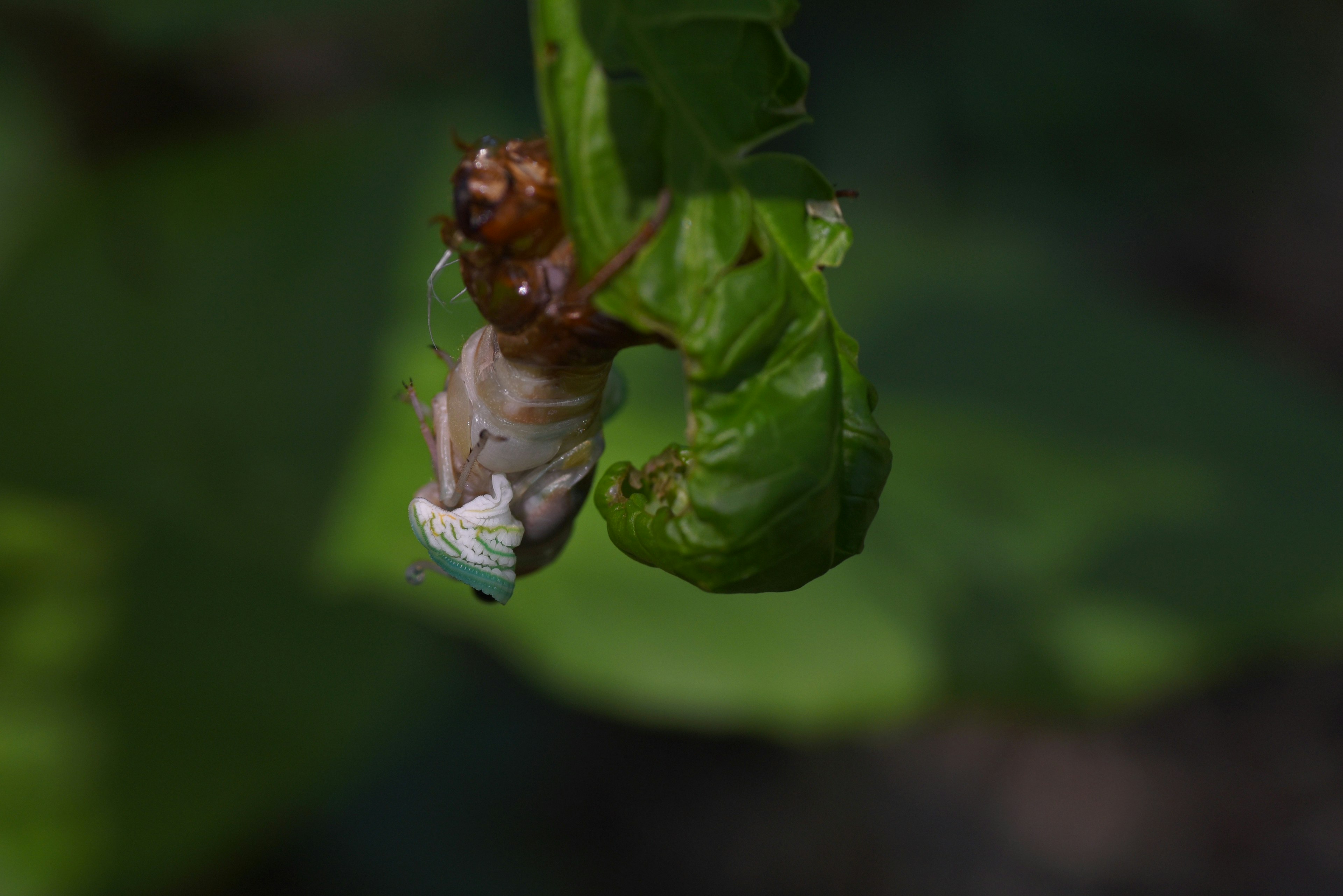 Larva de insecto colgando de una hoja verde