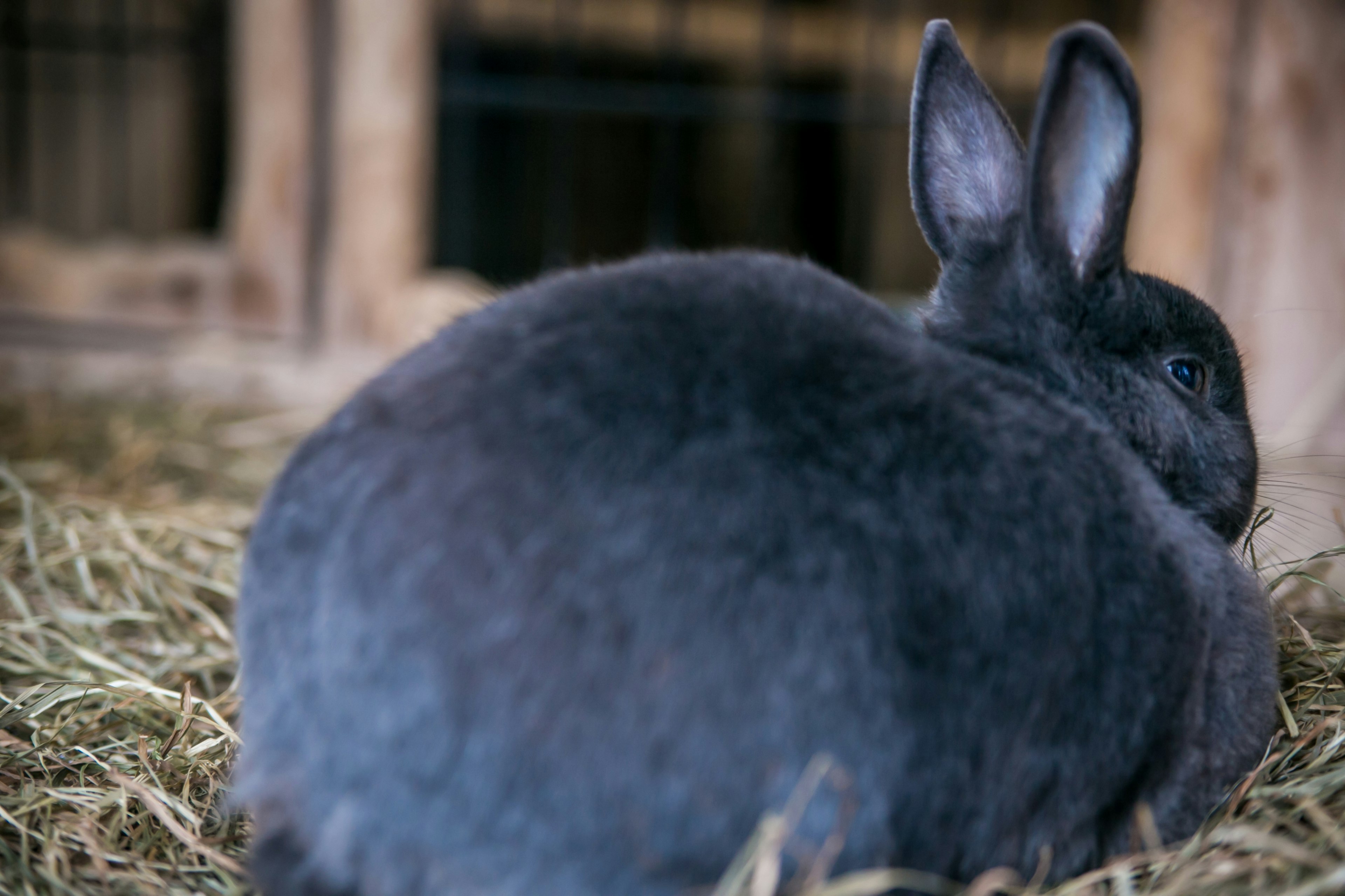 A black rabbit relaxing on hay