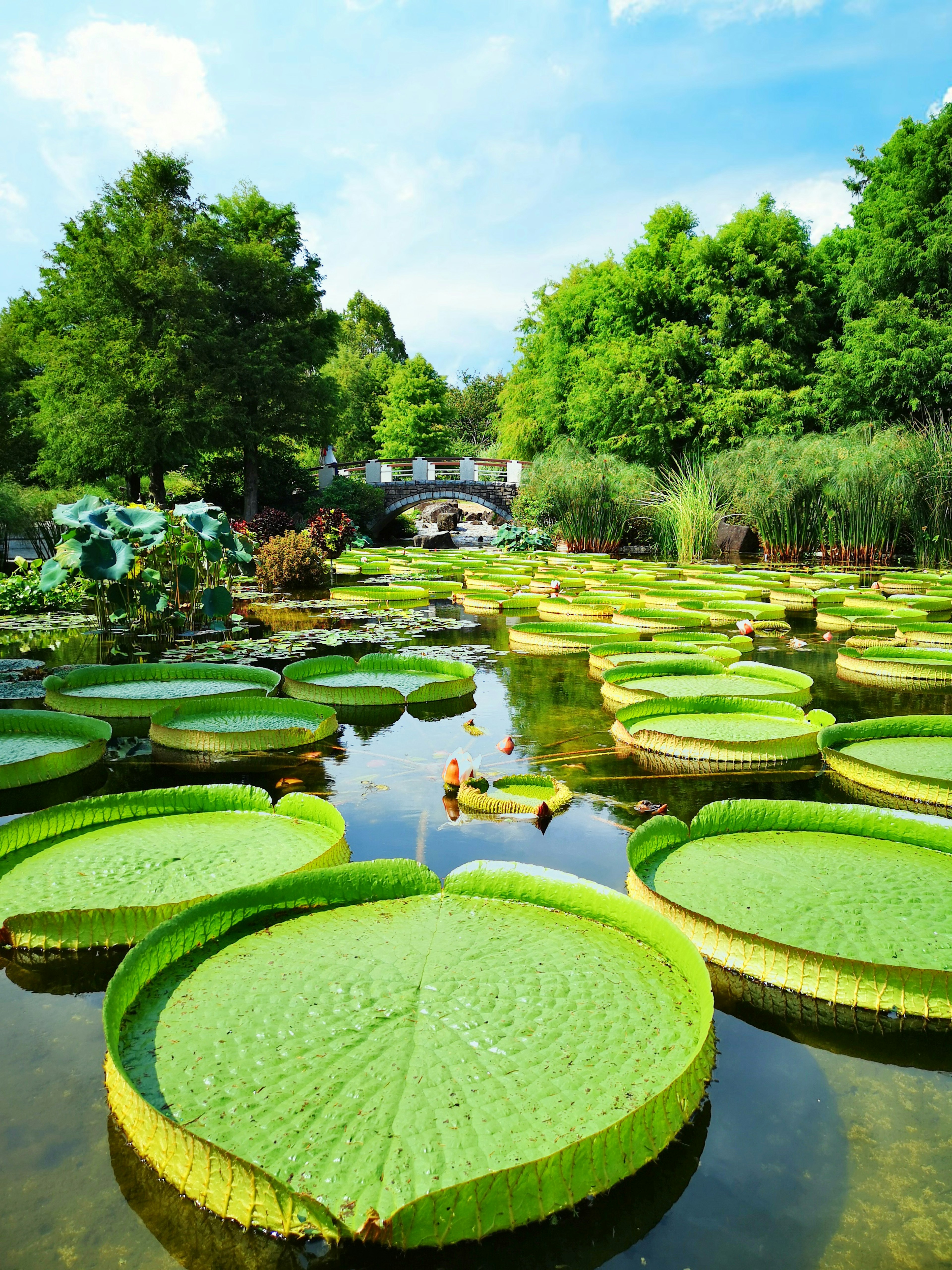 Large lily pads floating on a pond with a clear blue sky