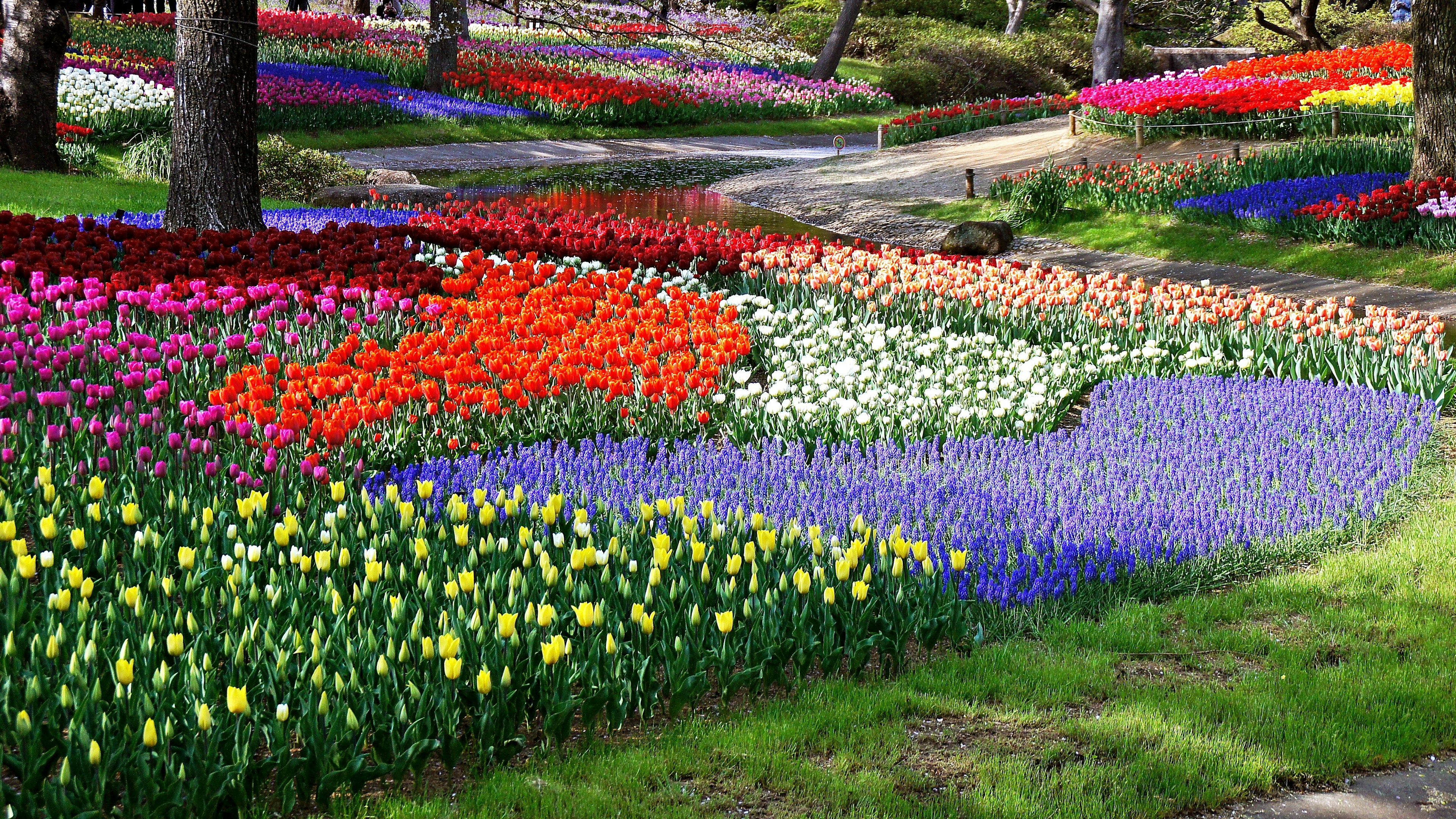 Taman bunga berwarna-warni dengan tulip yang cerah dan jalan setapak