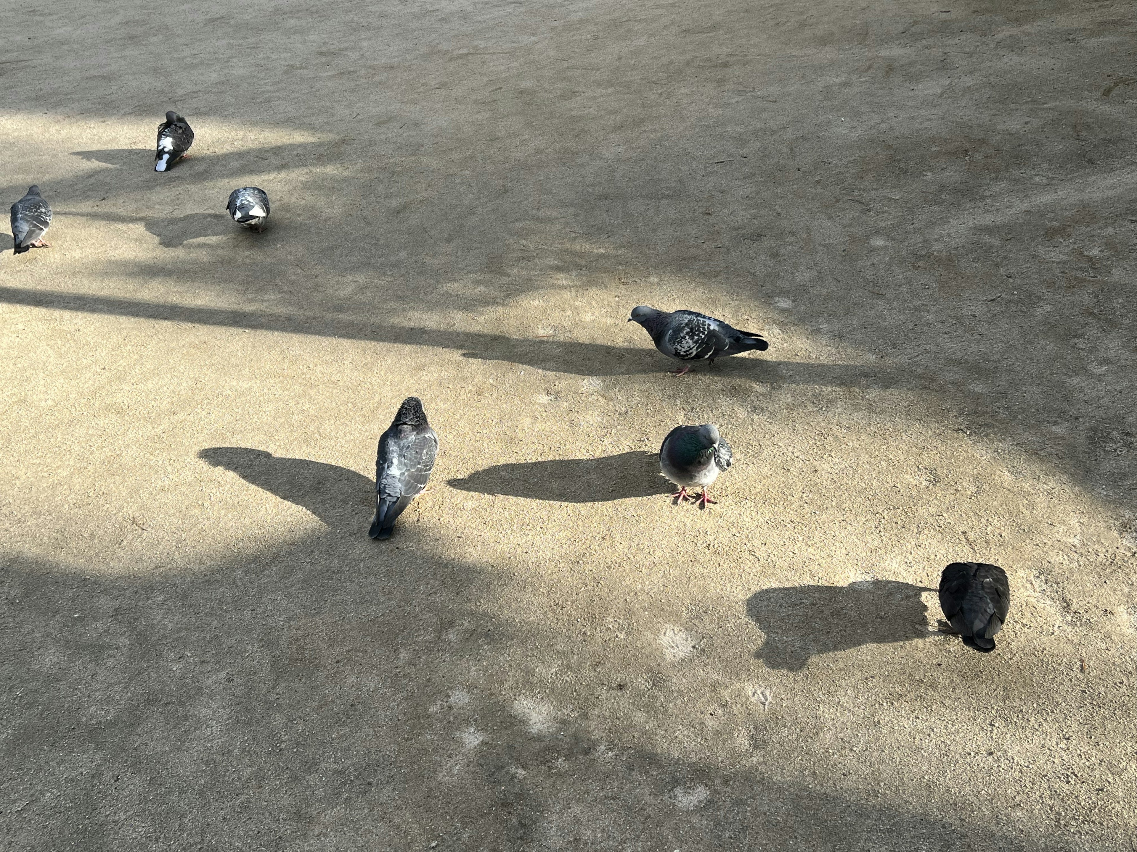 地面にいる数羽の鳩が影を落としている