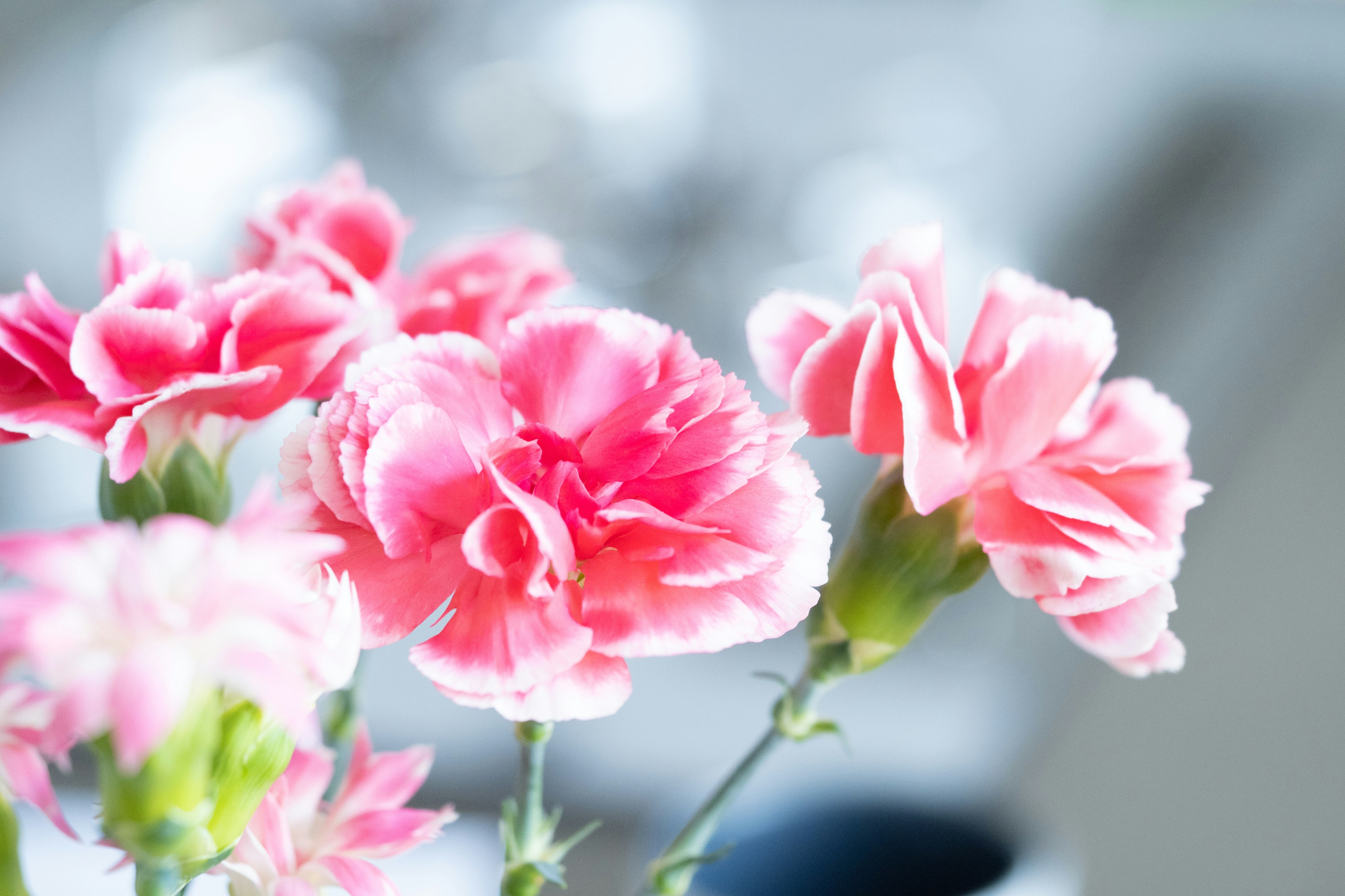 Nahaufnahme von rosa Nelken in einer Vase