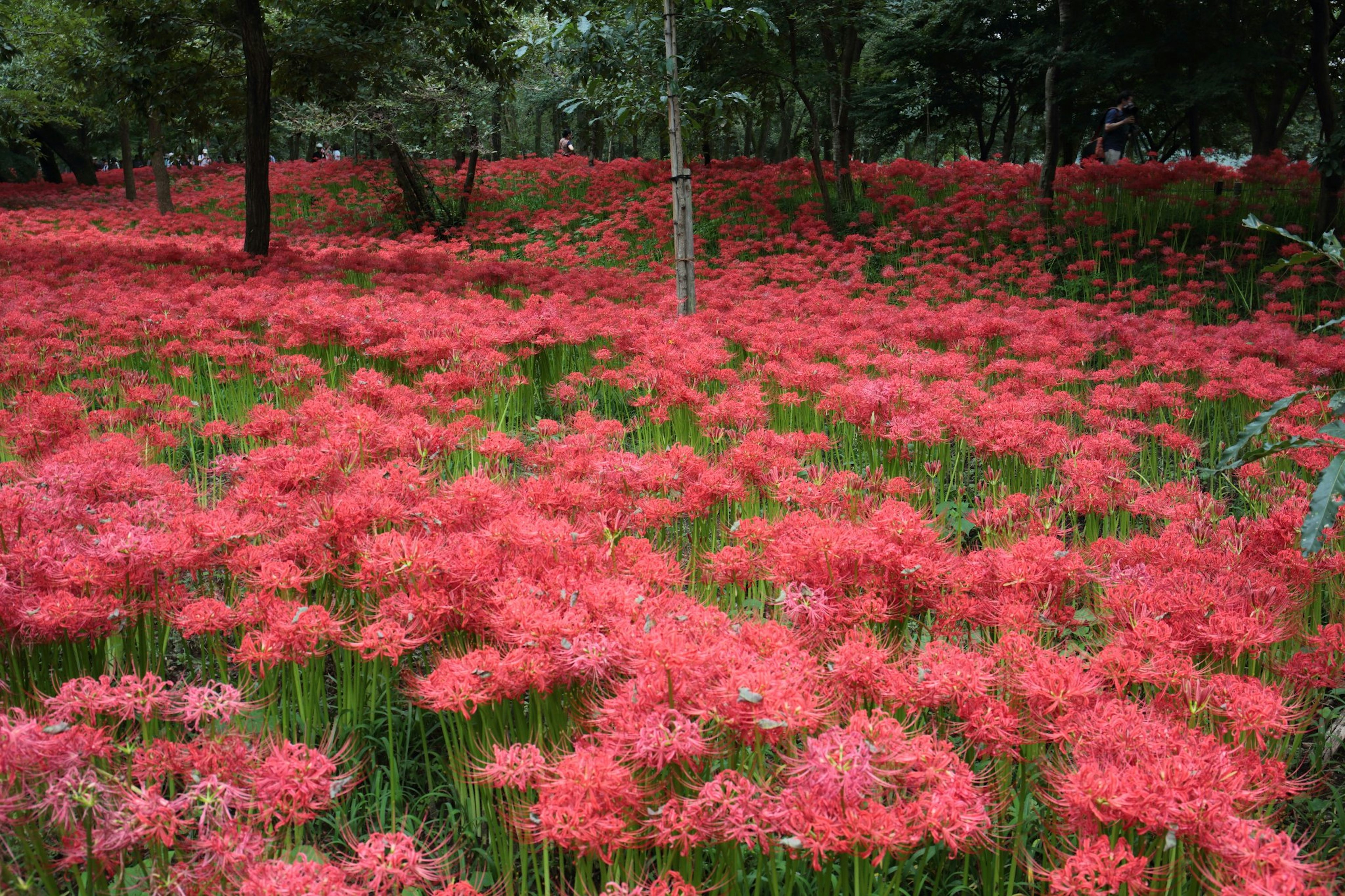 A vibrant field of red spider lilies in a forest setting