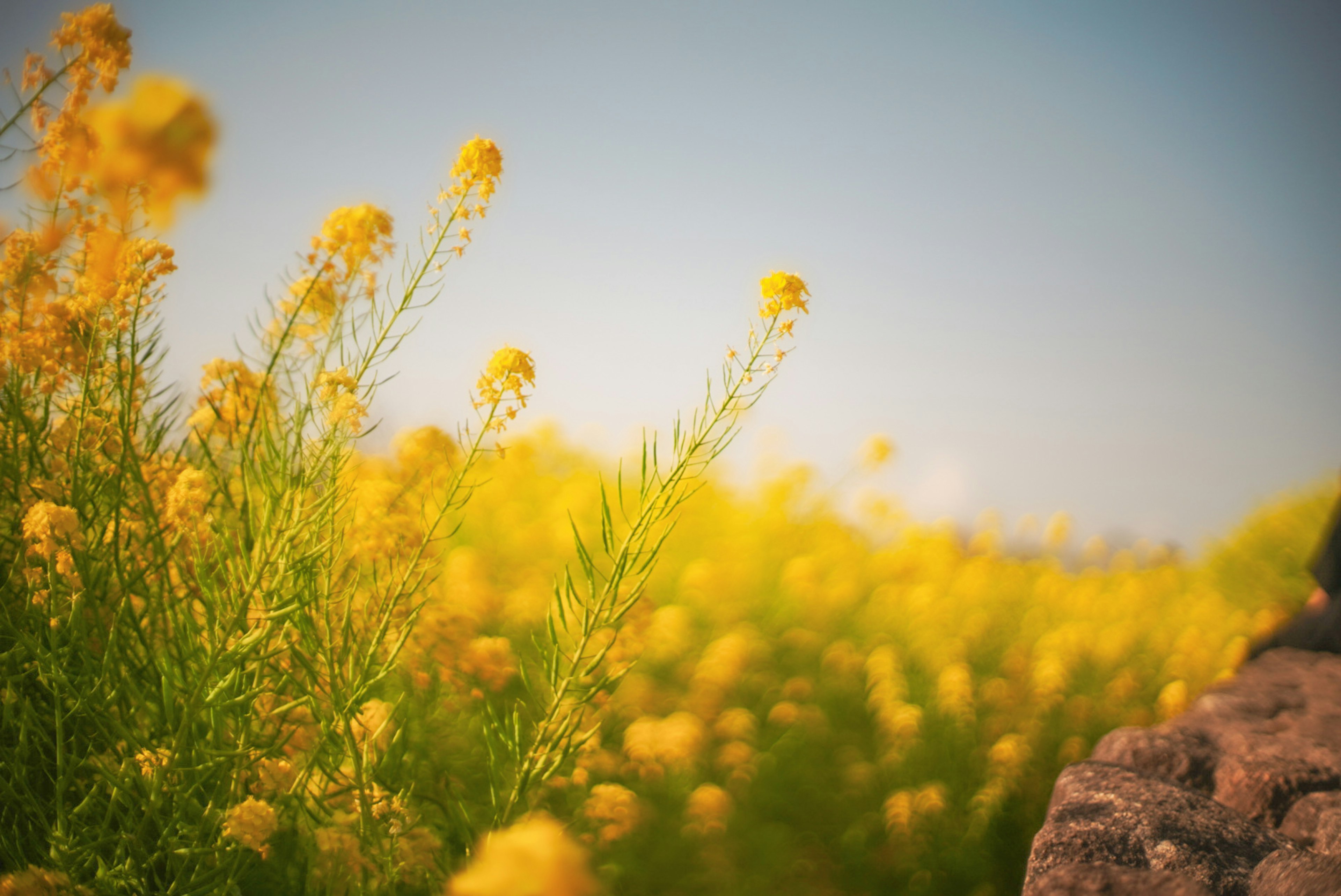 明るい黄色の花が咲く風景の写真