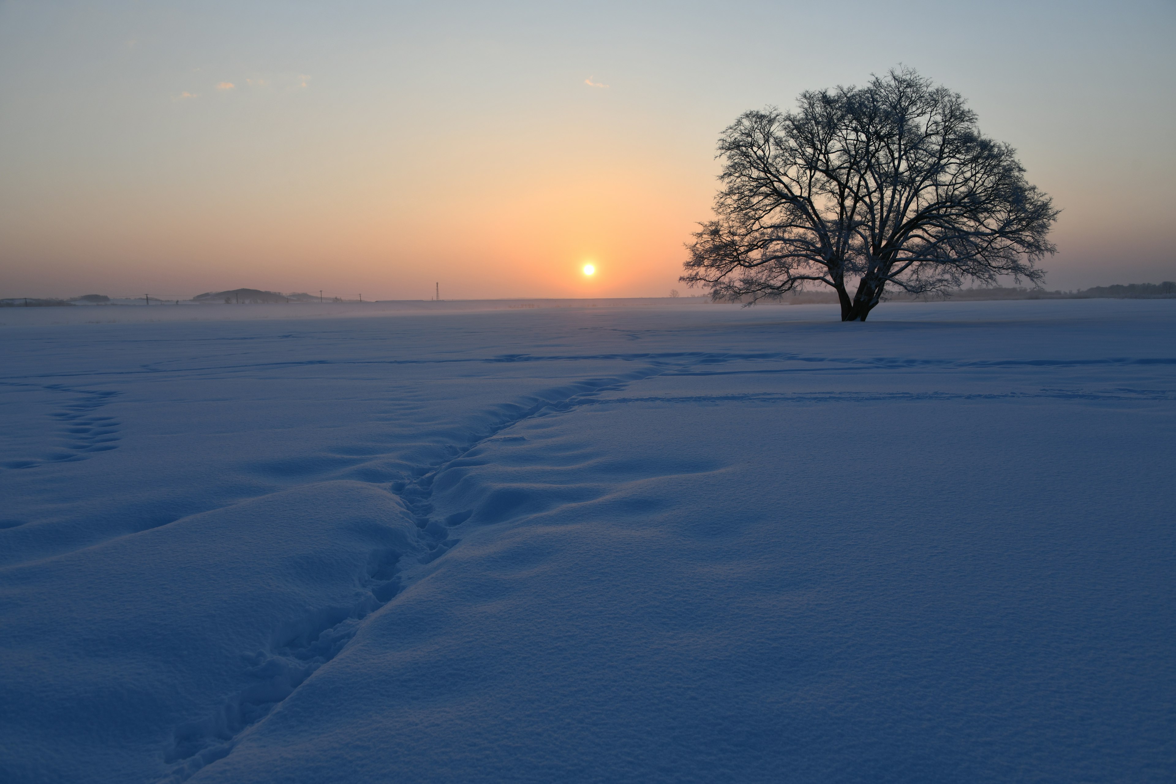 Un albero solitario in un paesaggio innevato con un sole al tramonto