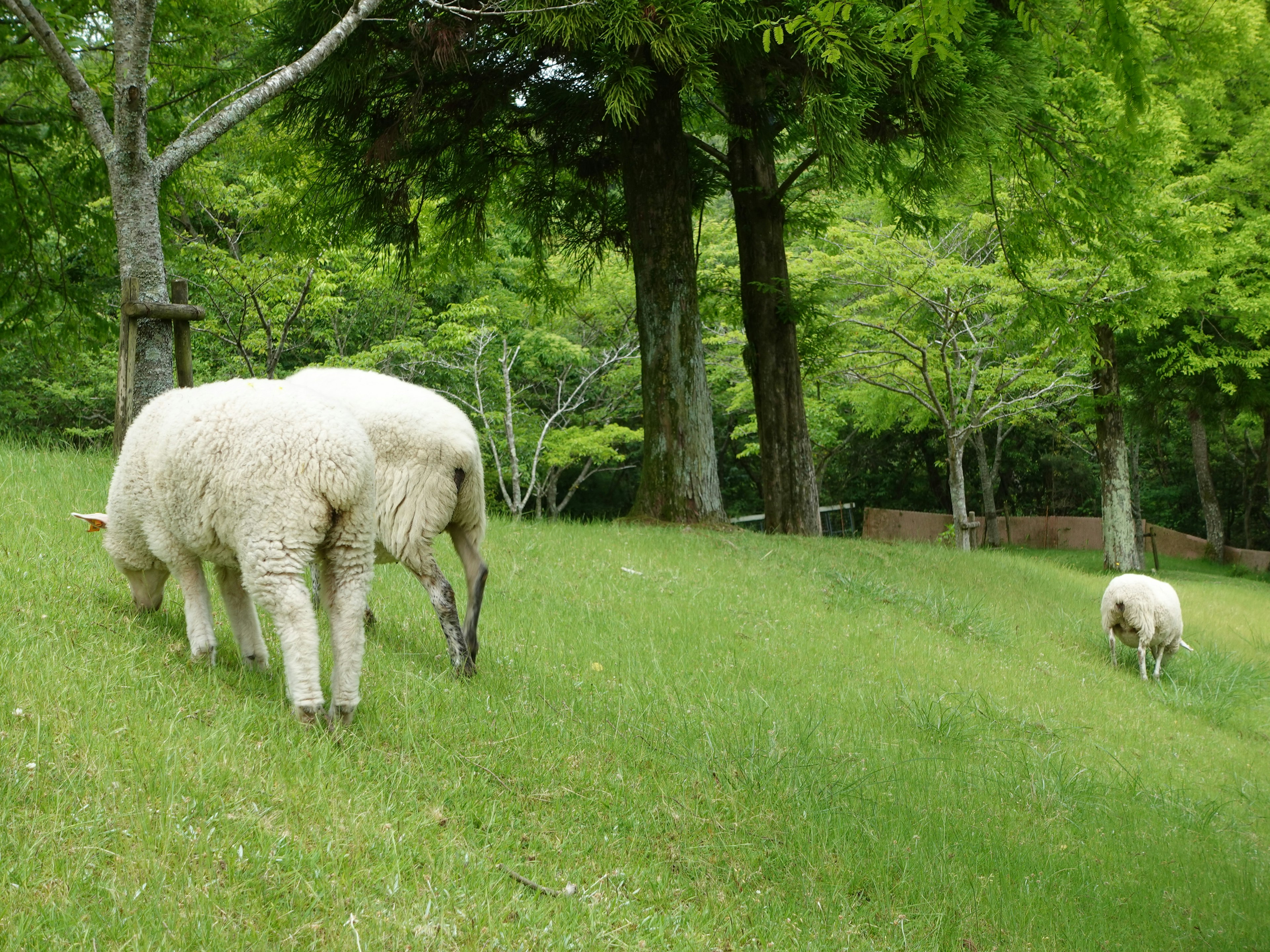 Deux moutons broutant sur une pelouse verte luxuriante