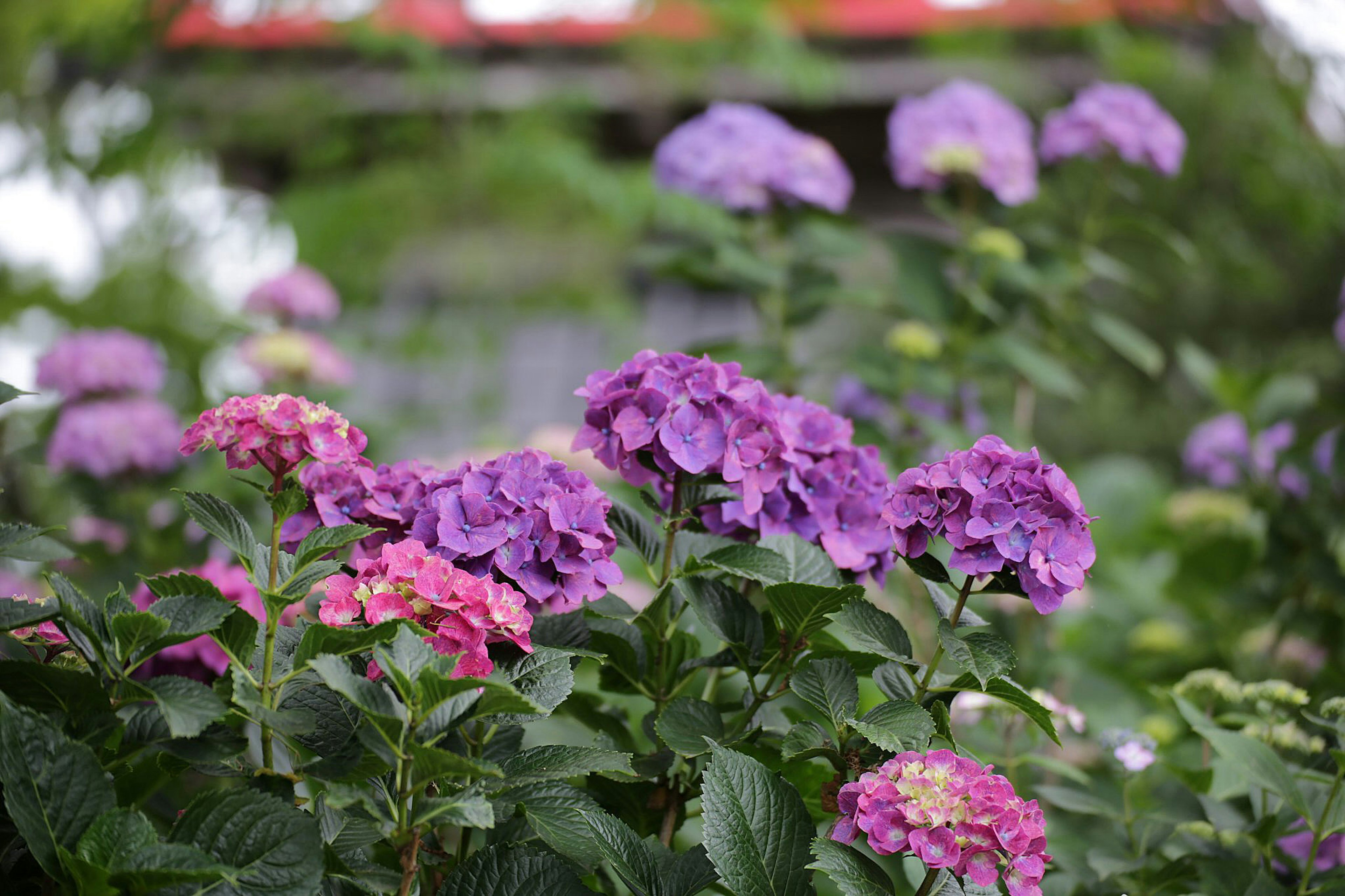 Lebendige lila und rosa Hortensienblumen in einem Garten