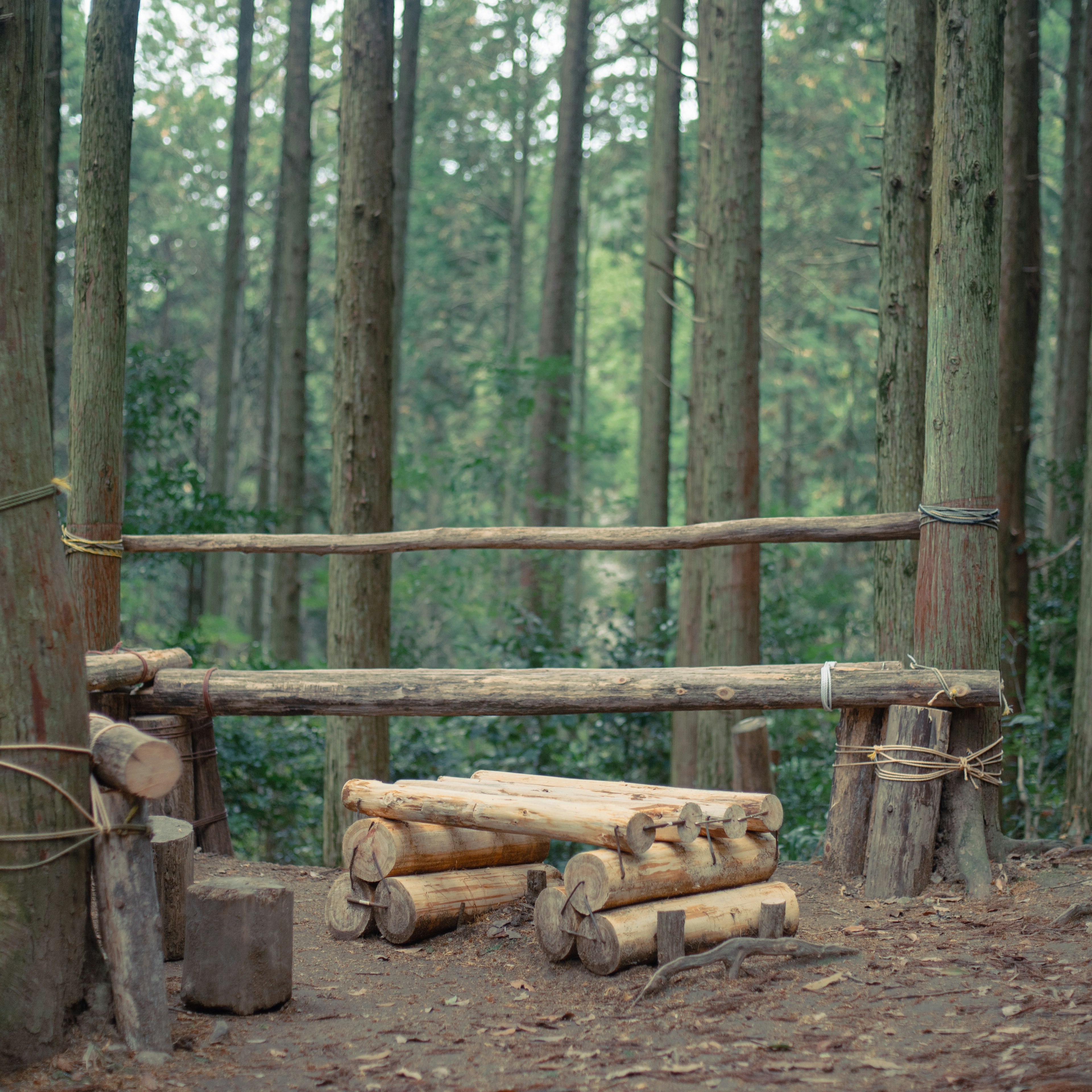 Wooden table and logs in a forest setting