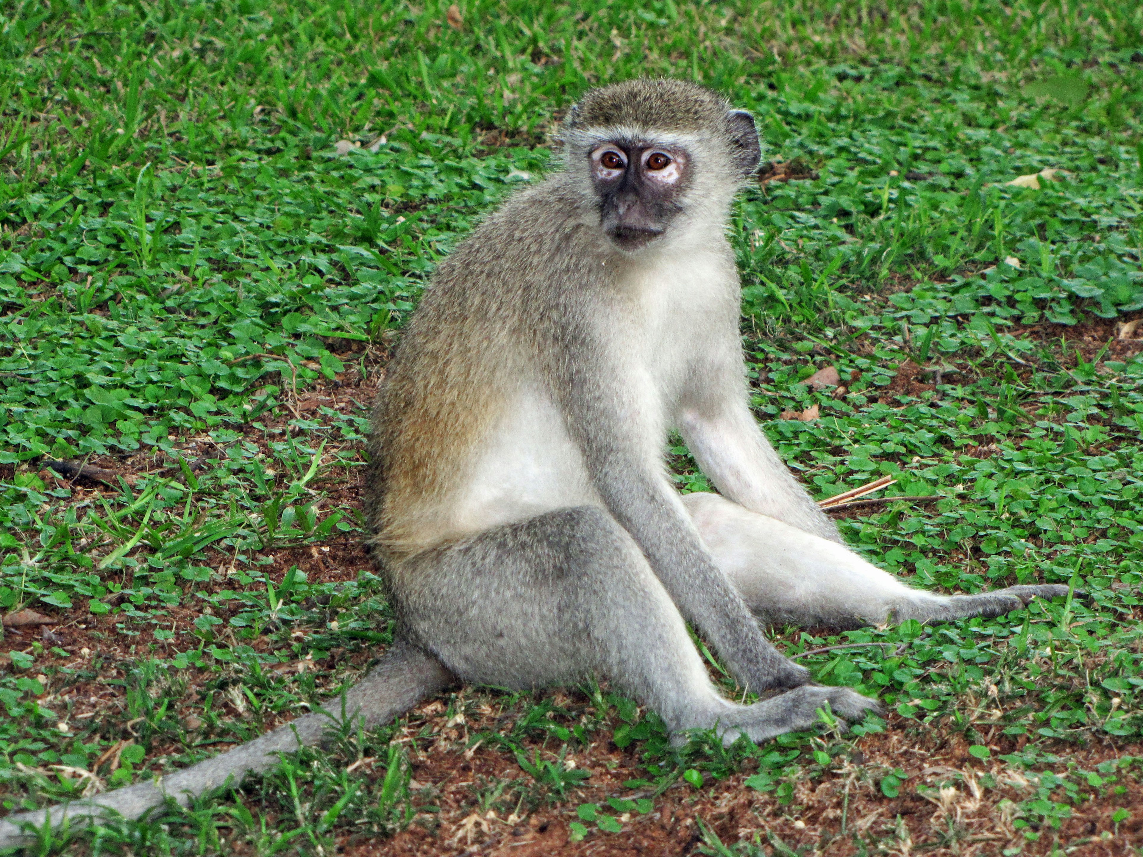 A monkey sitting on the grass