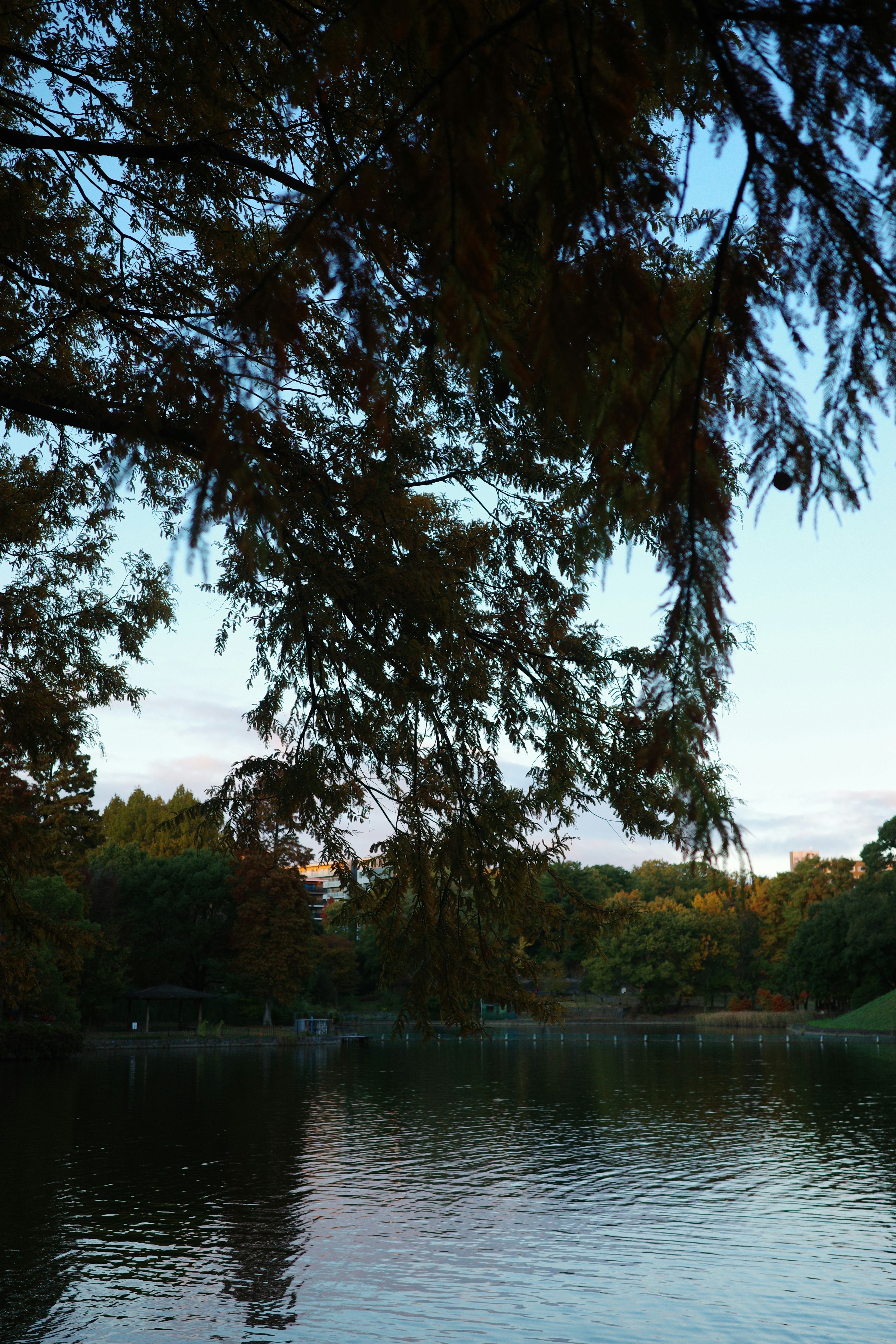 Lago tranquilo con ramas de árbol en silueta