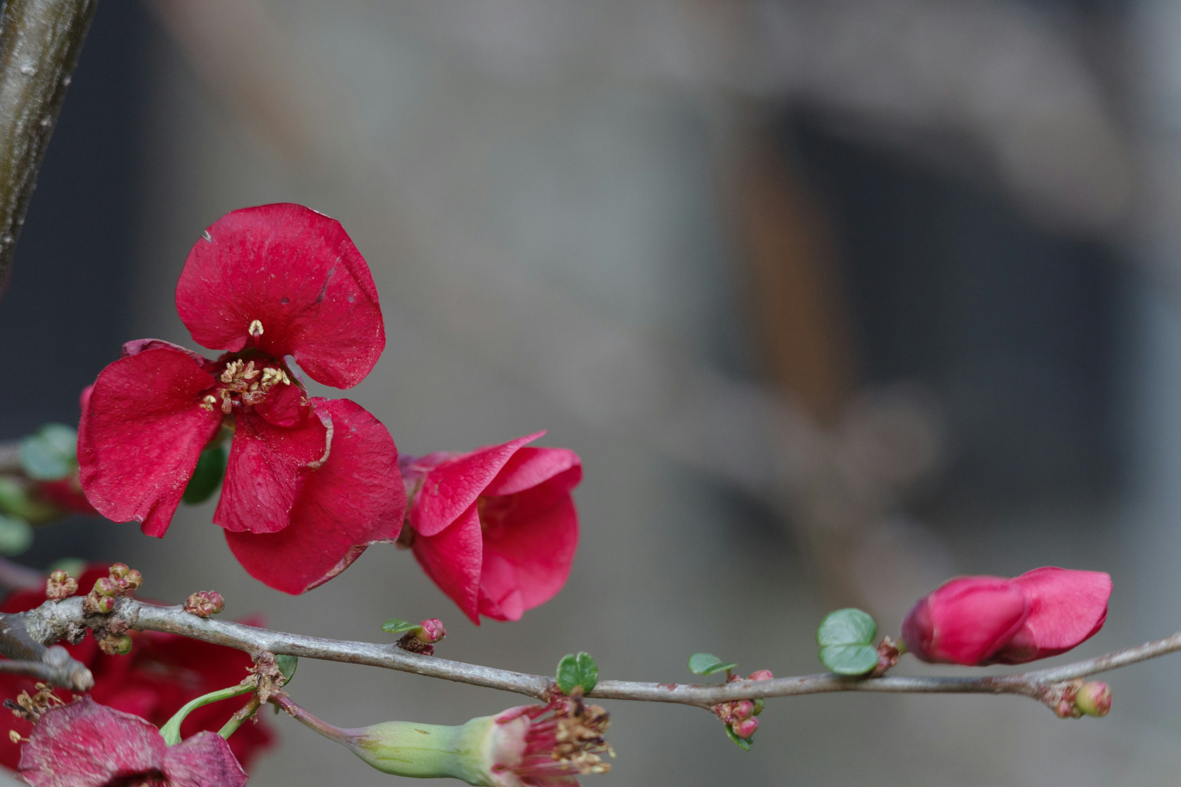 Close-up of a branch with red flowers in bloom