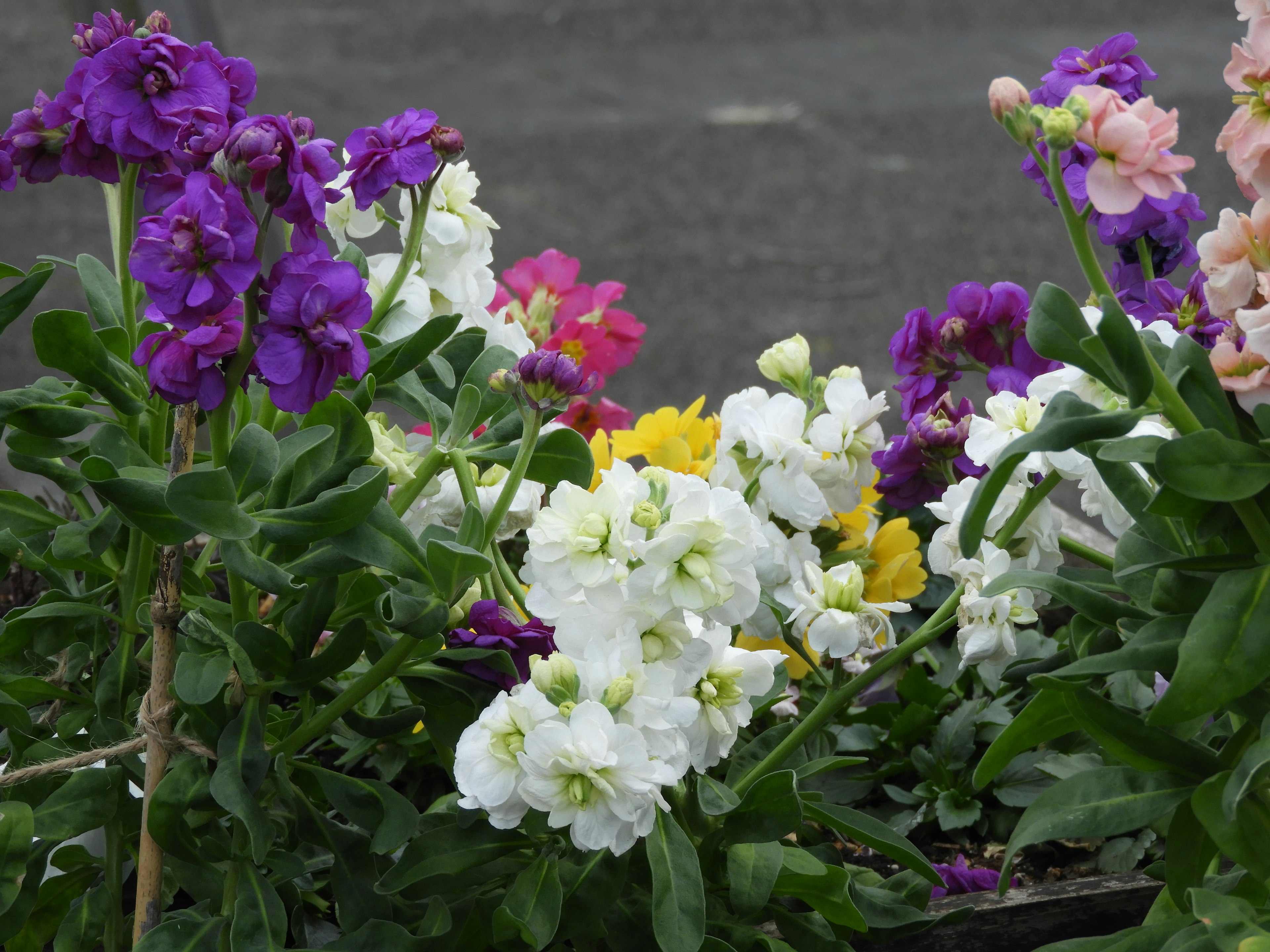 Colorful flowers blooming in a garden featuring white, purple, and yellow flowers