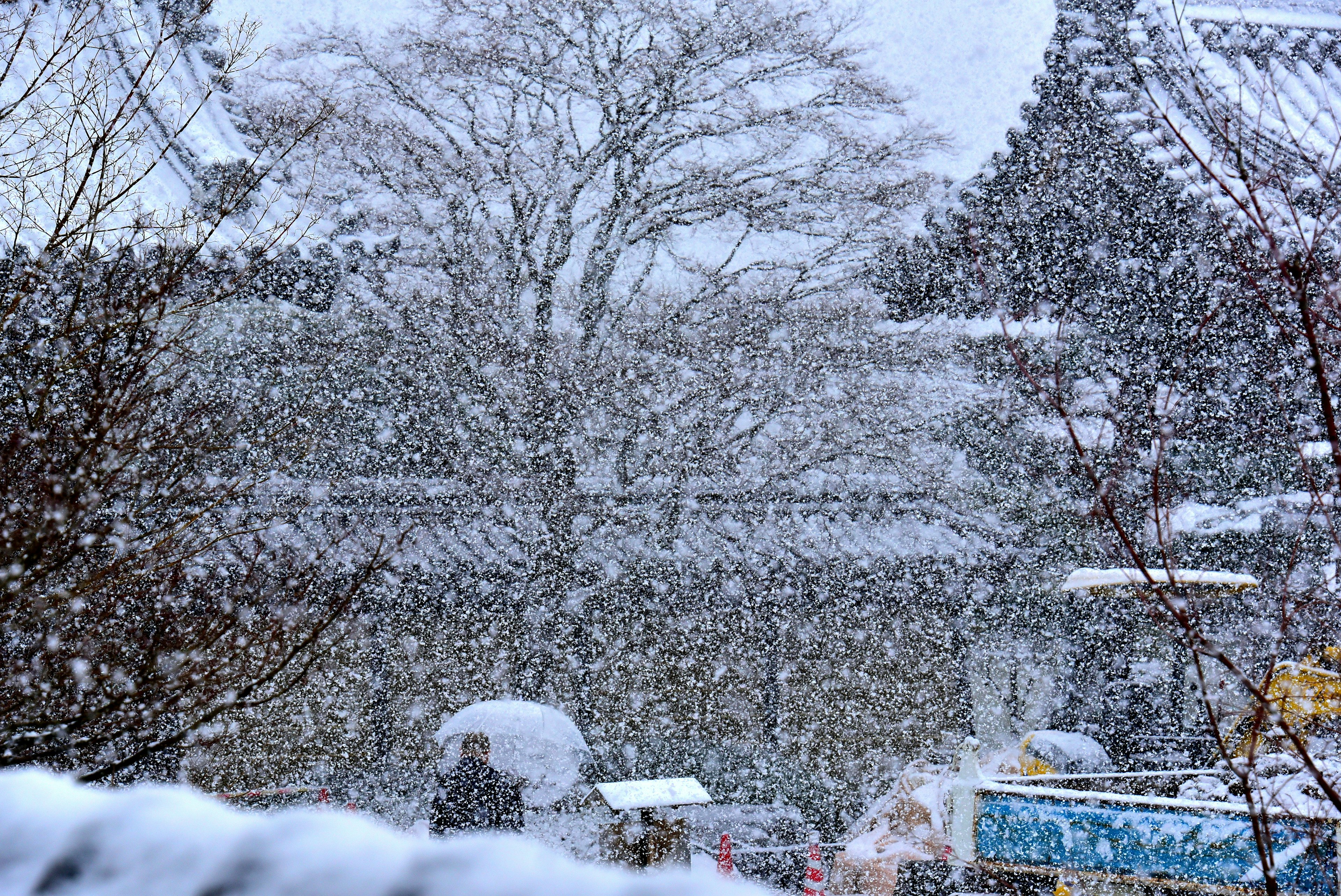 雪が降る風景に傘をさした人と木が見える