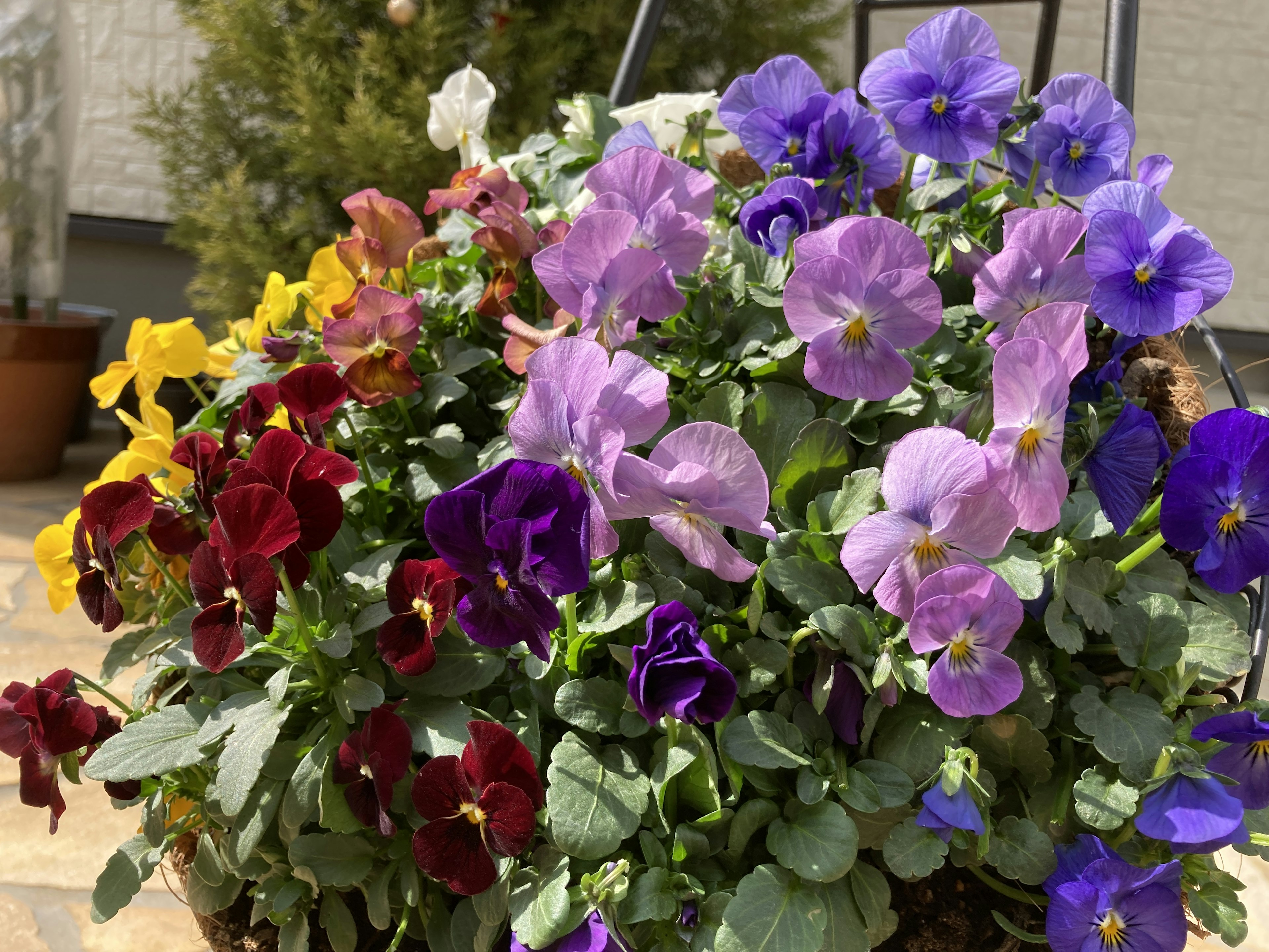 色とりどりのパンジーが咲いている花の寄せ植え