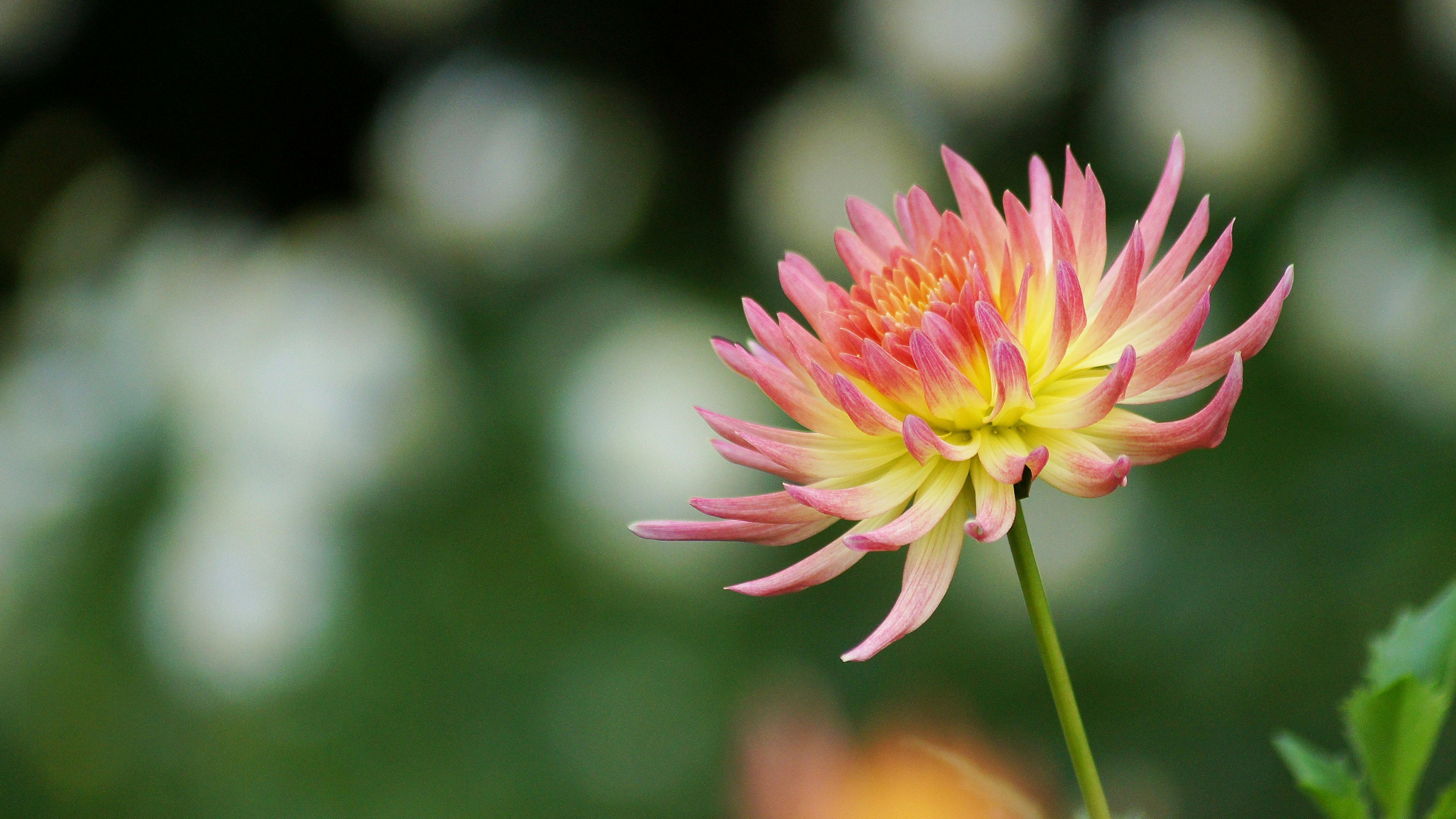 A vibrant pink and yellow dahlia flower is blooming with blurred white flowers in the background