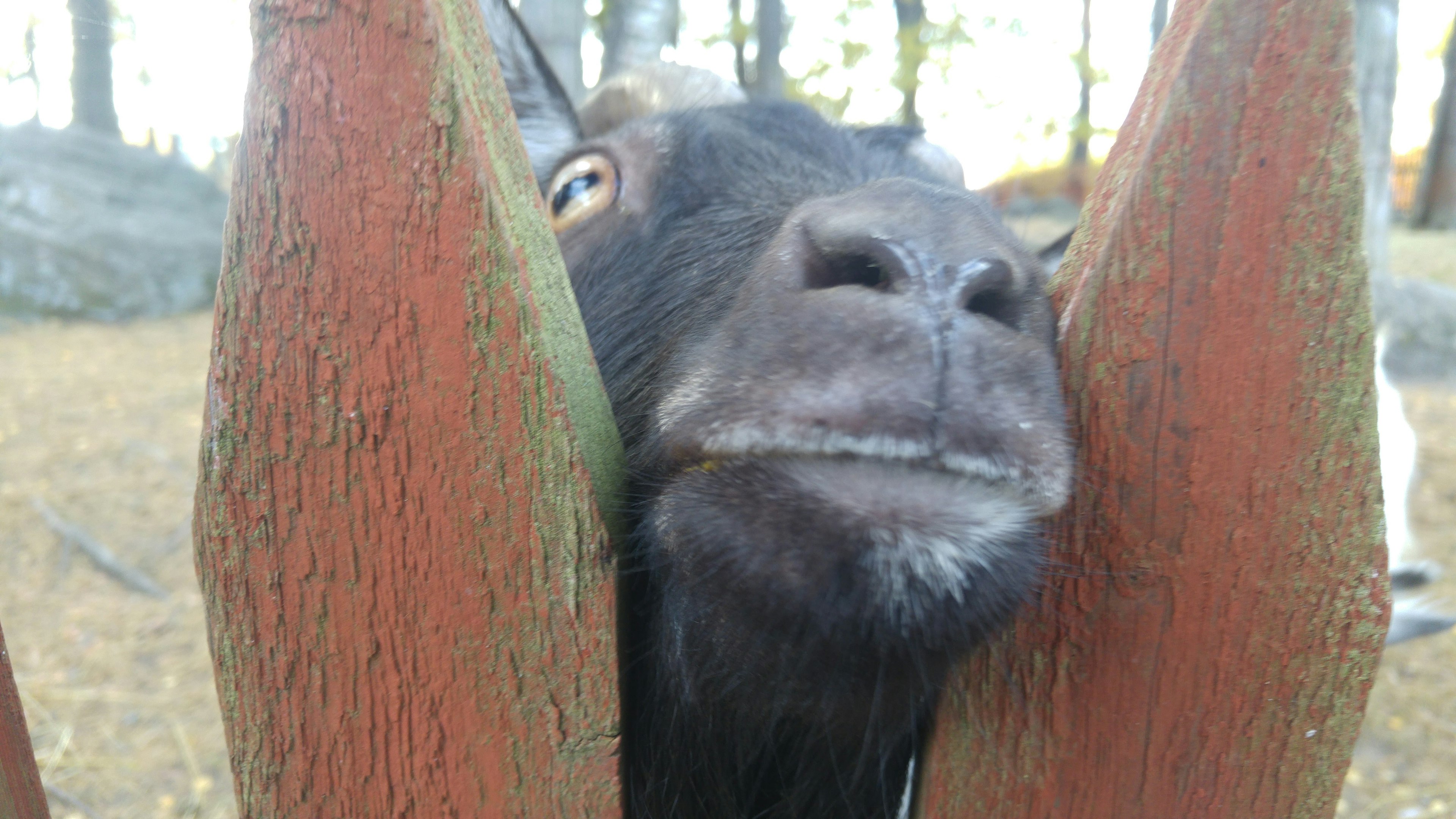 Kambing hitam mengintip melalui pagar kayu