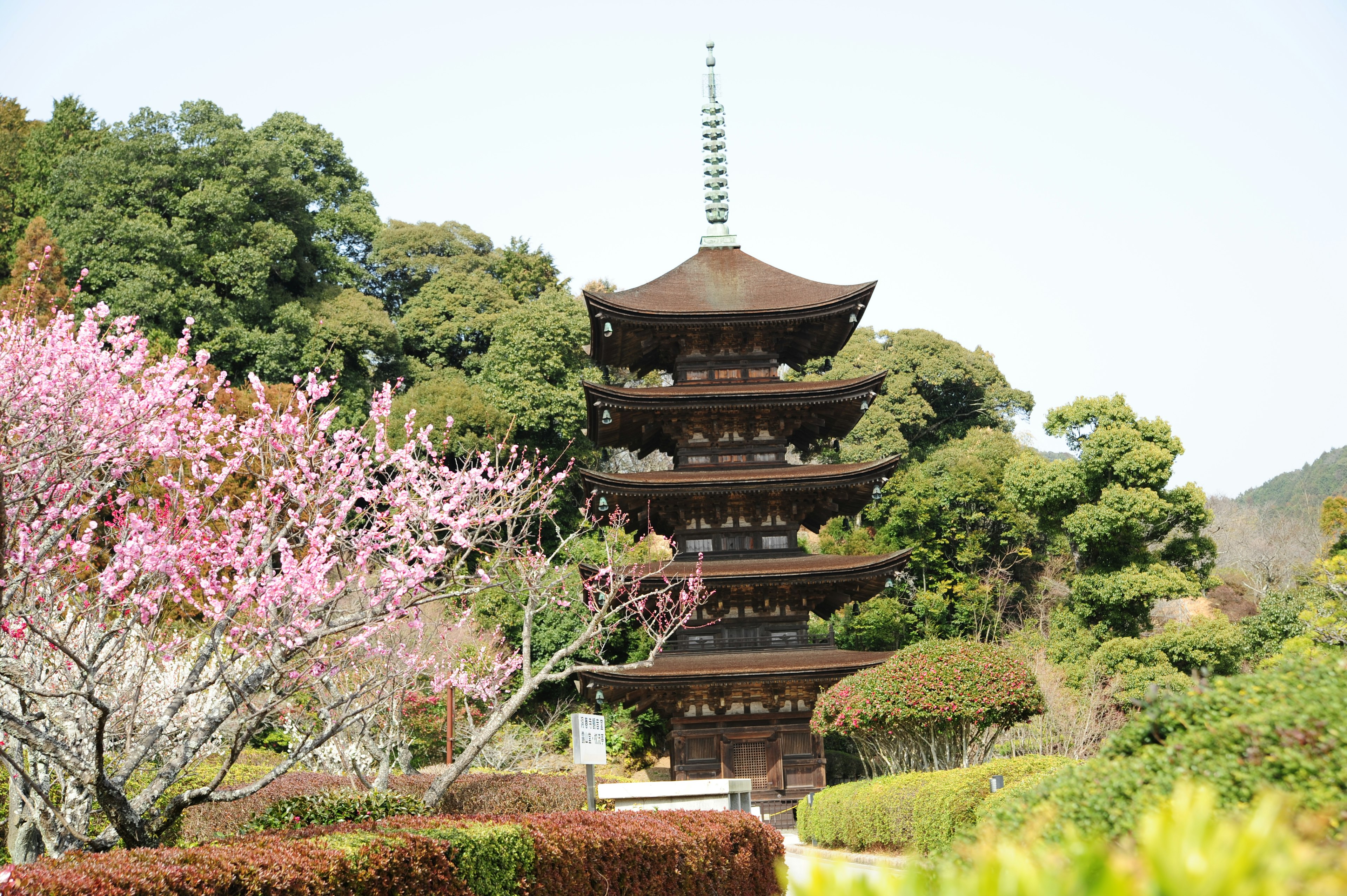 日本の五重塔と桜の木がある風景