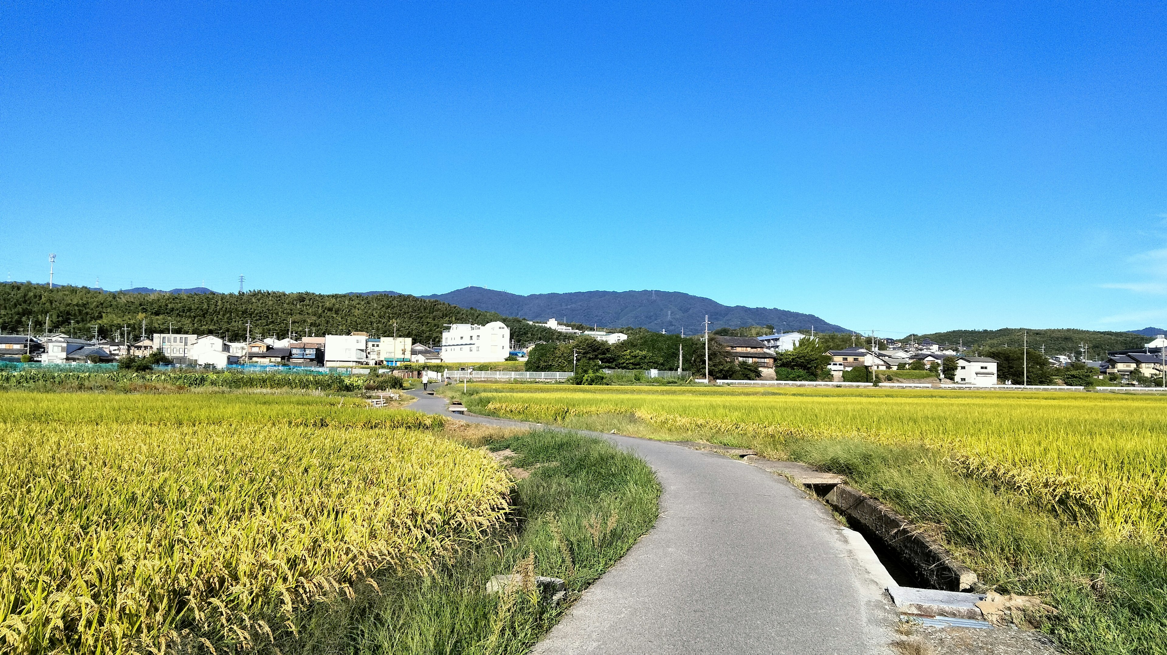 Countryside path with golden rice fields under a blue sky