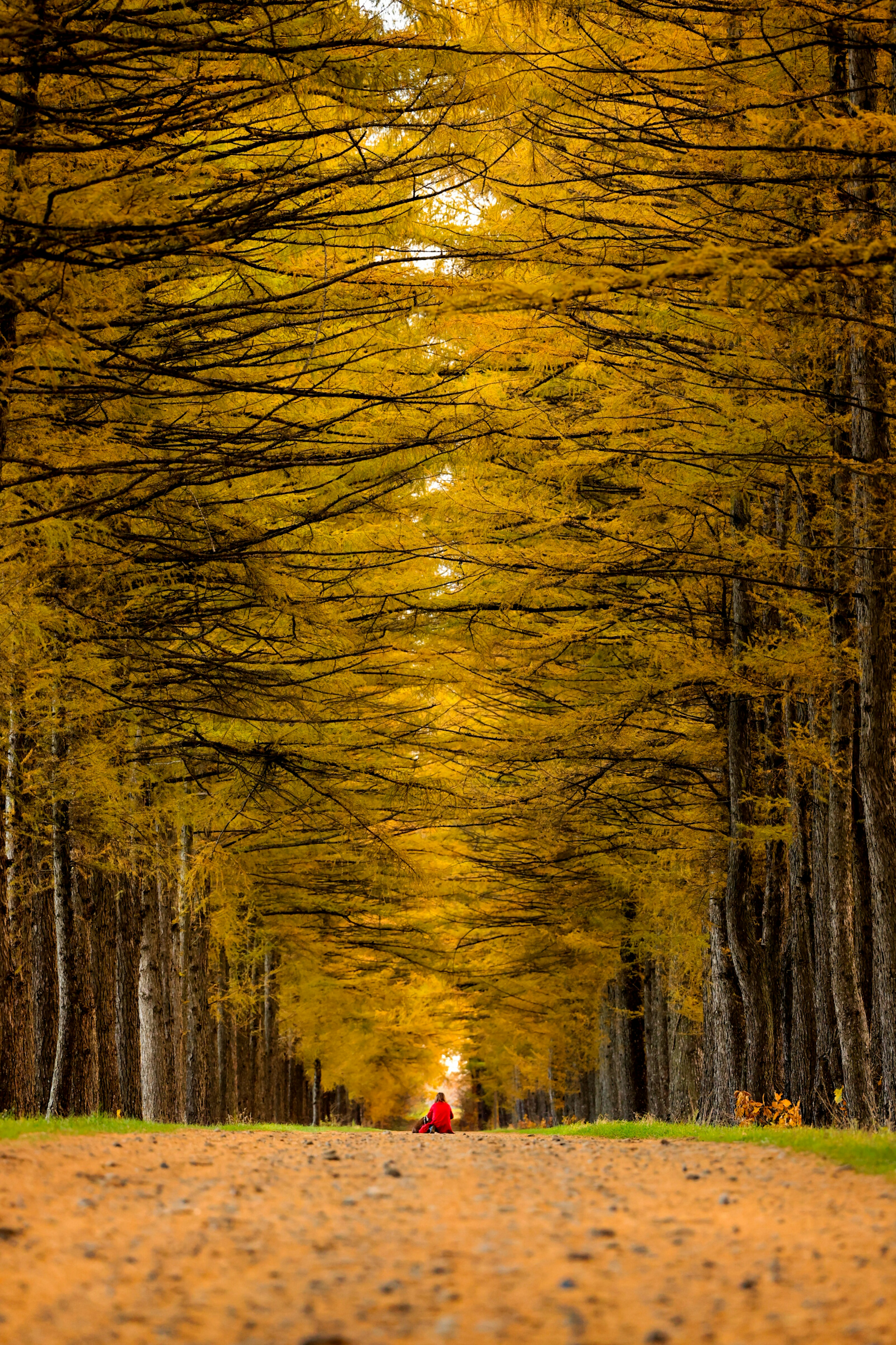 Une personne marchant le long d'un chemin entouré d'arbres dorés