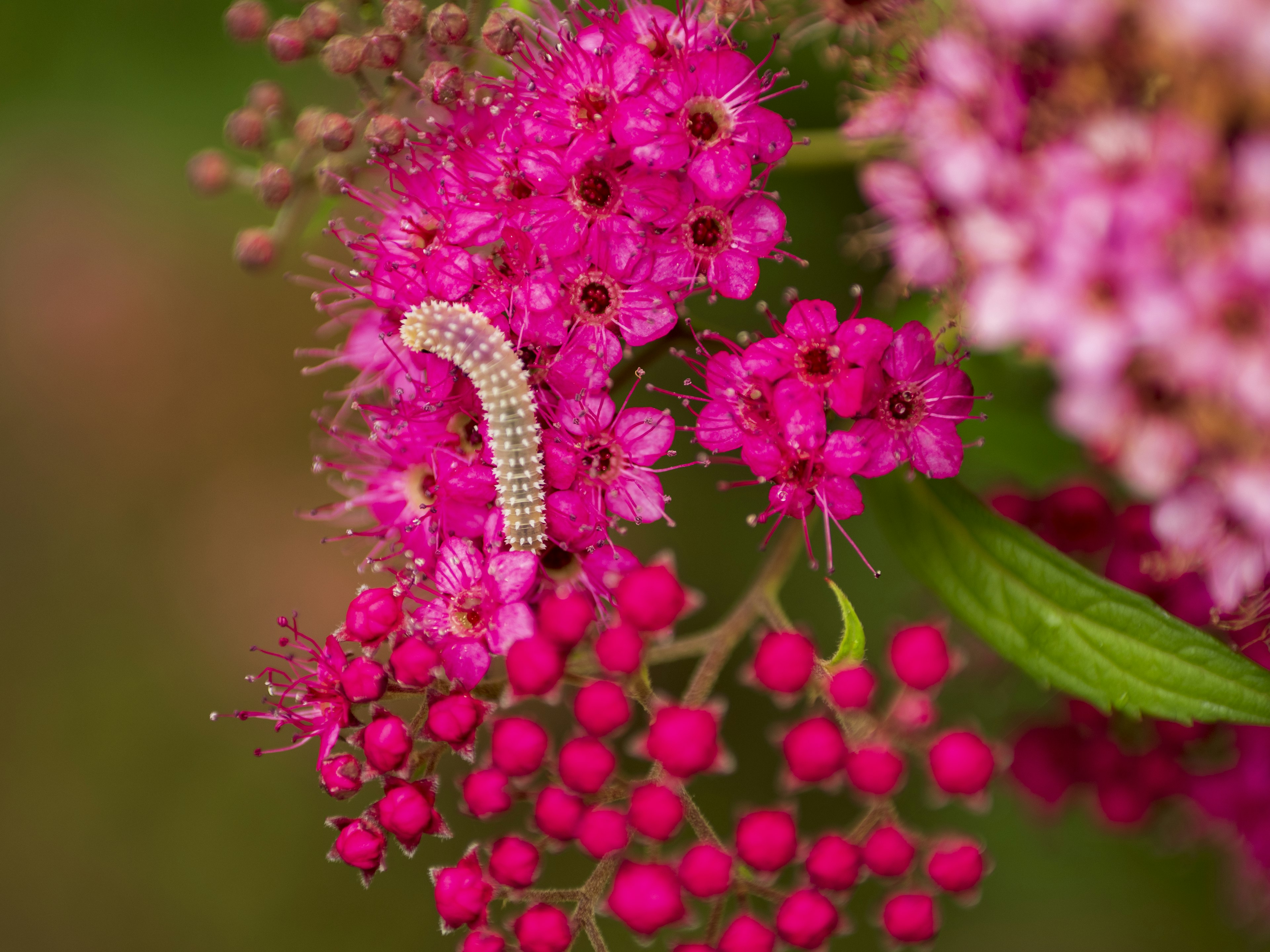 鮮やかなピンクの花の中にいる毛虫