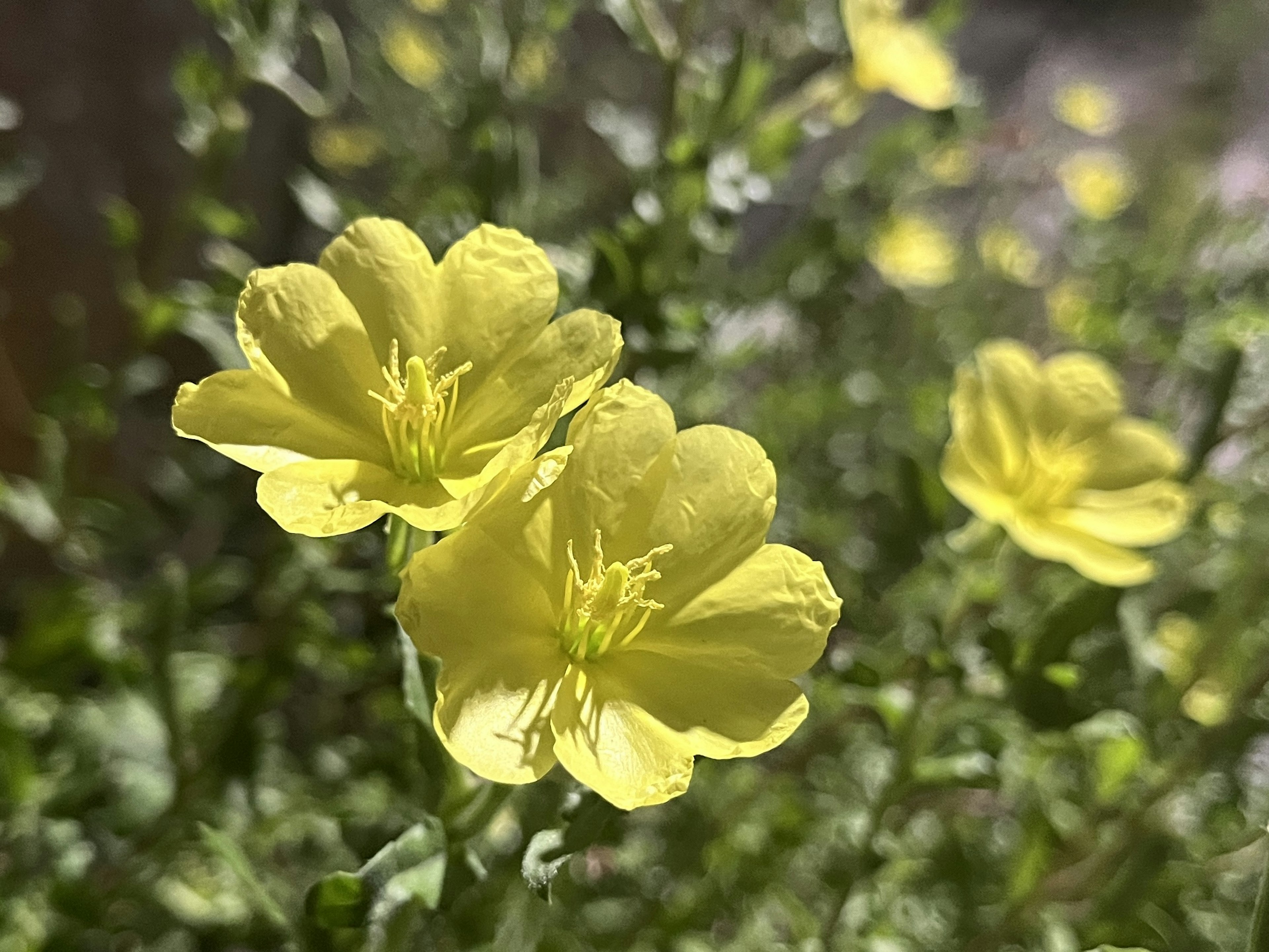 黄色い花が咲いている緑の背景の画像