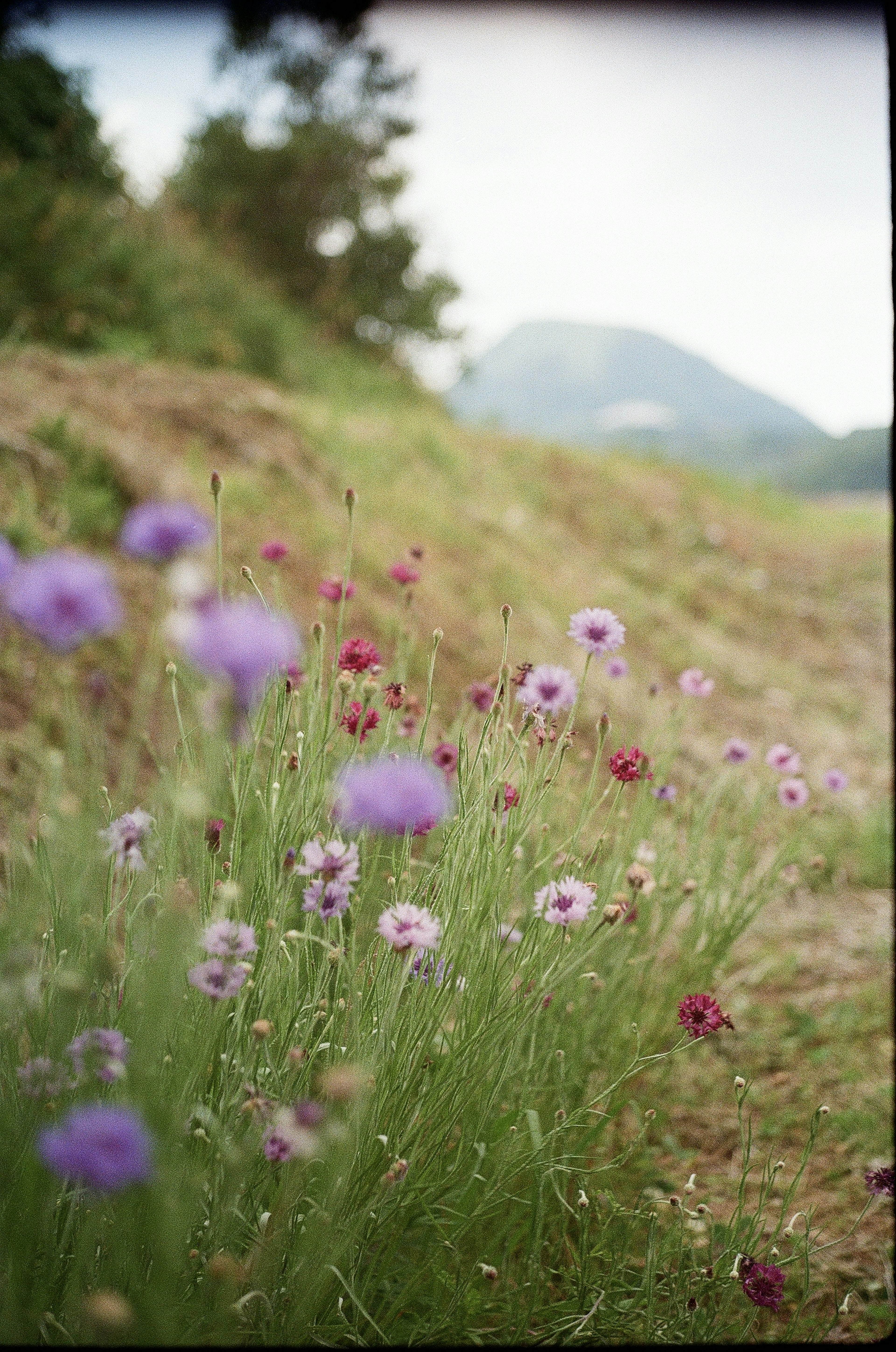 ทิวทัศน์ที่สวยงามของดอกไม้สีม่วงและแดงที่บานในทุ่งหญ้าพร้อมภูเขาในพื้นหลัง