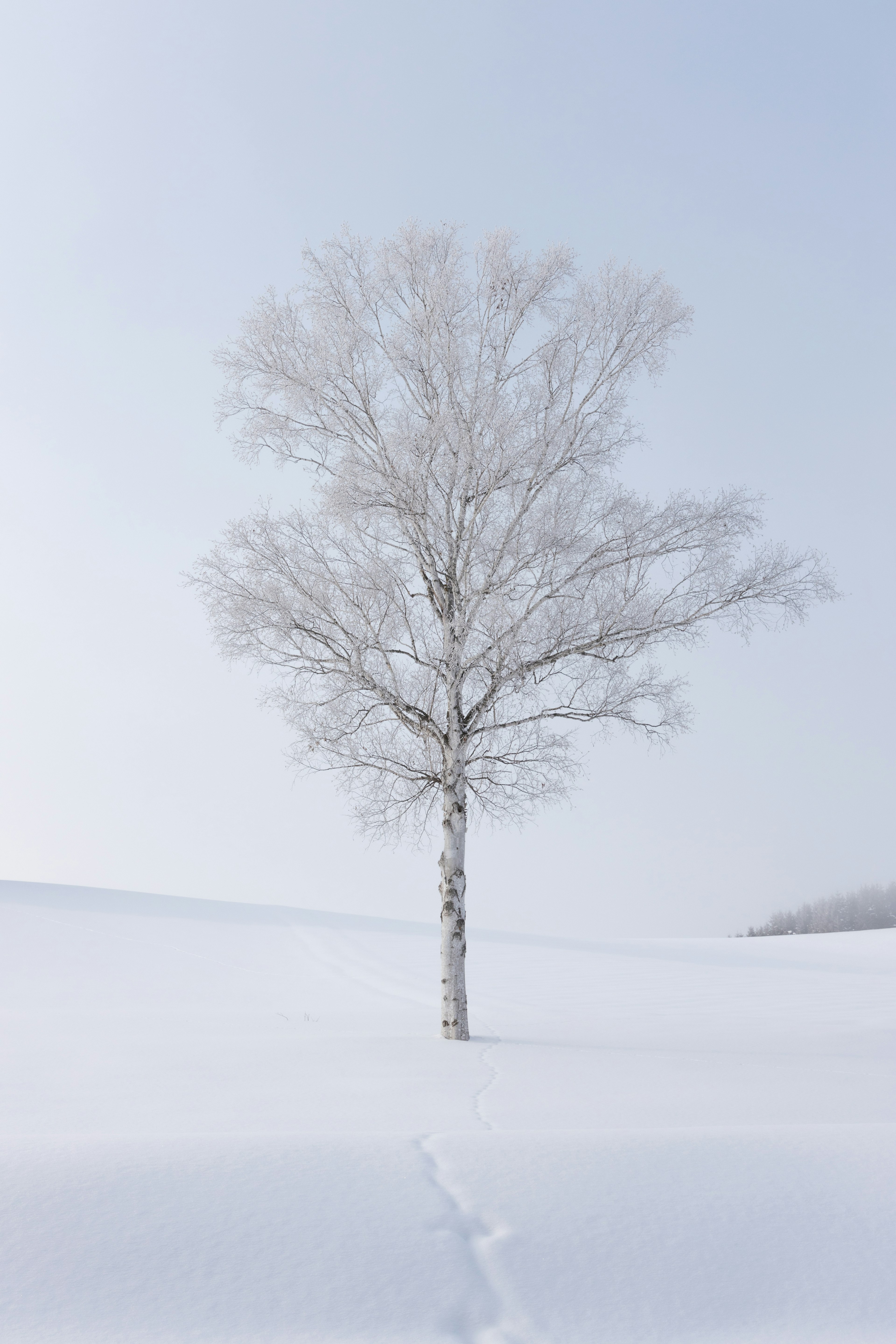 雪に覆われた白い木と静かな風景