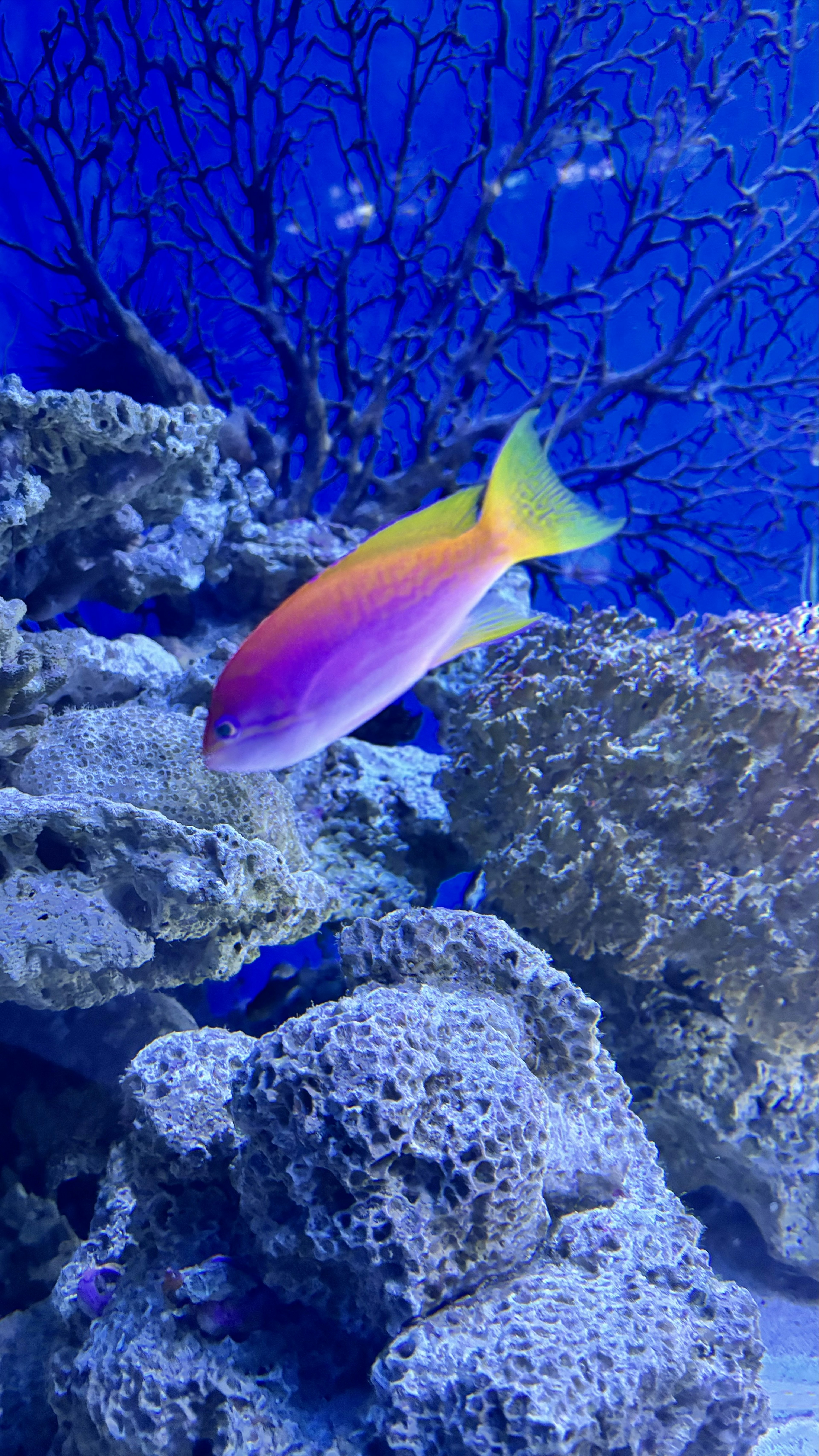 Ein bunter Fisch schwimmt in einem blauen Ozean mit einem Korallenriff im Hintergrund