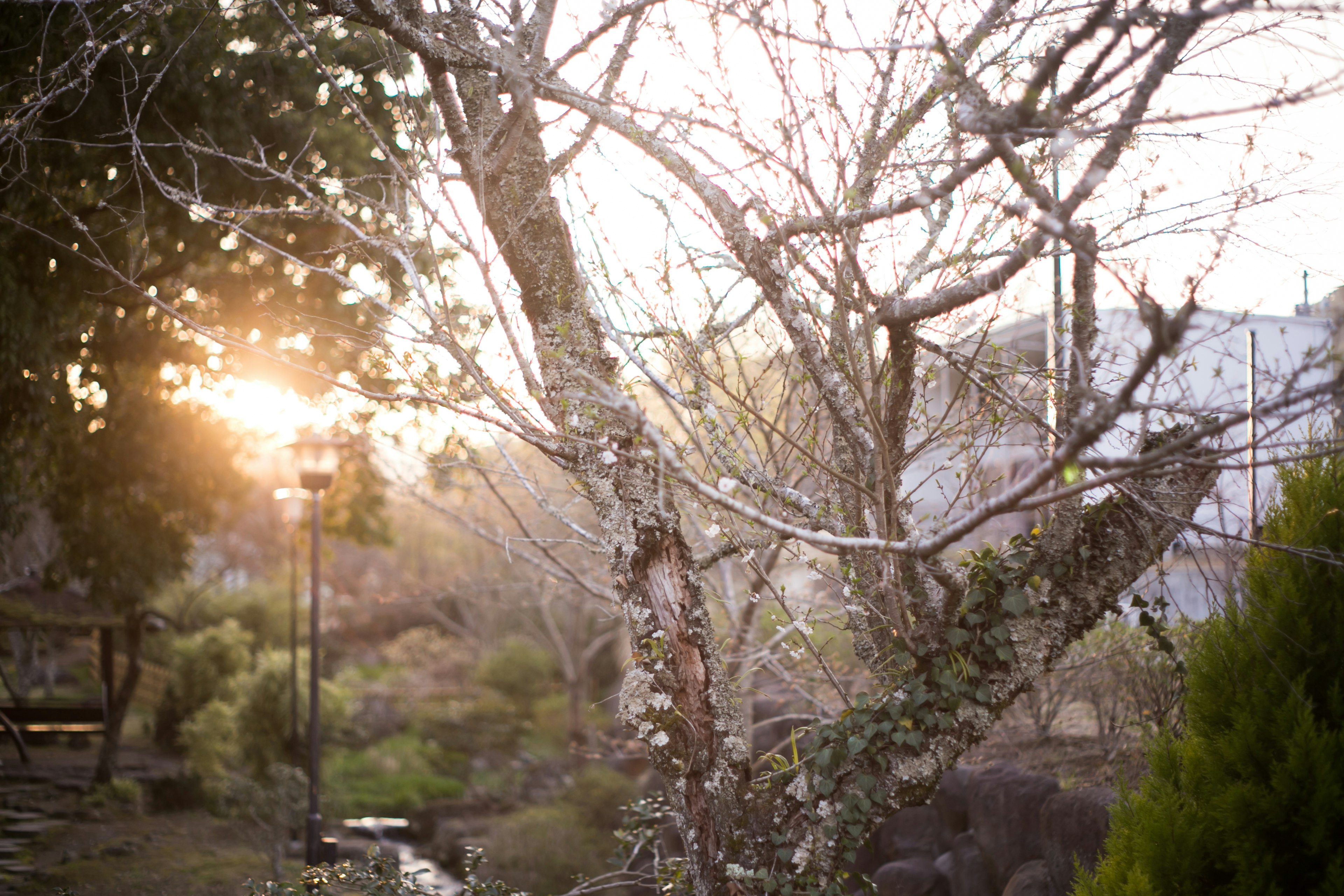 Un paysage avec un arbre nu et de la verdure à la lumière du coucher de soleil