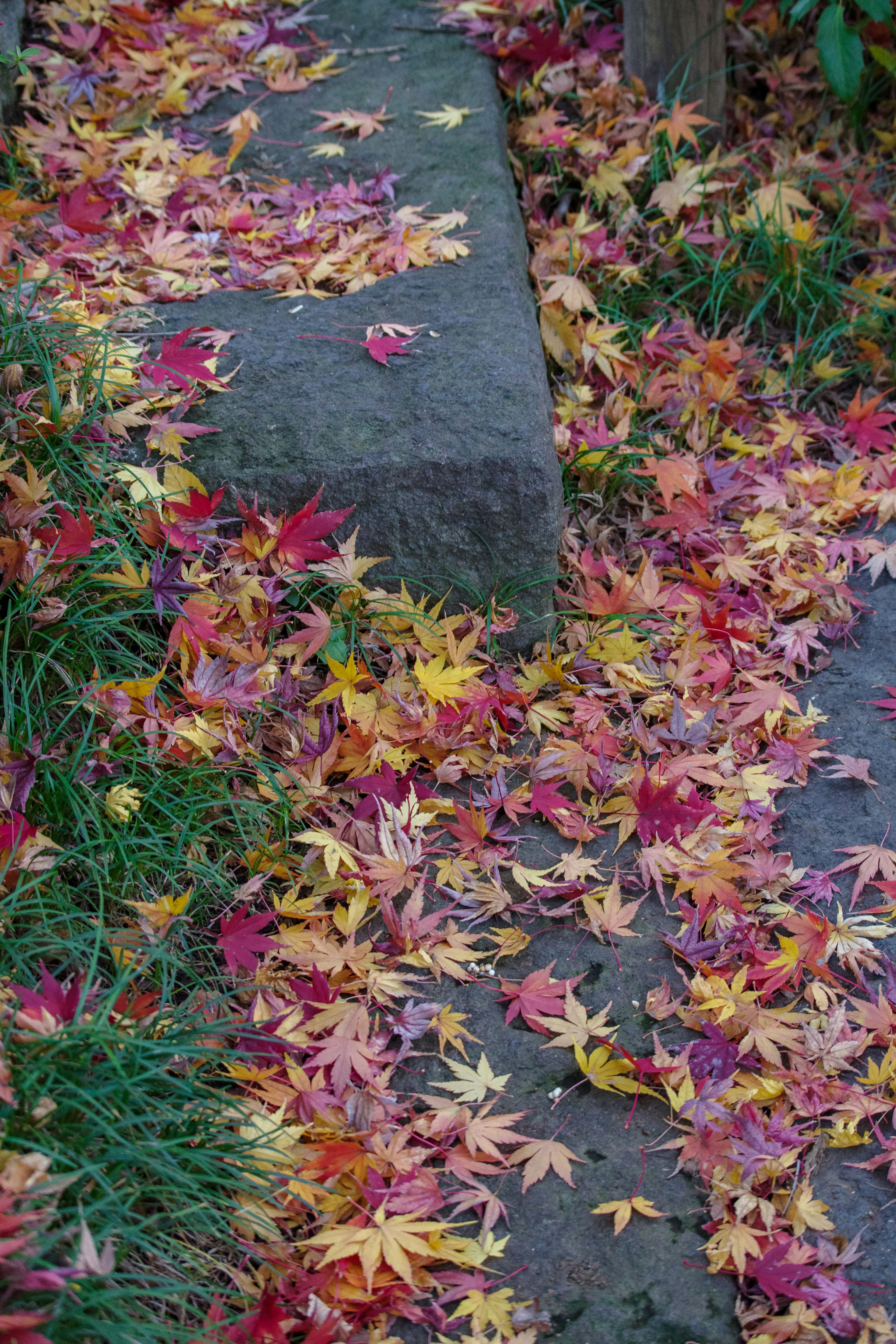 Colorful autumn leaves scattered along a stone pathway