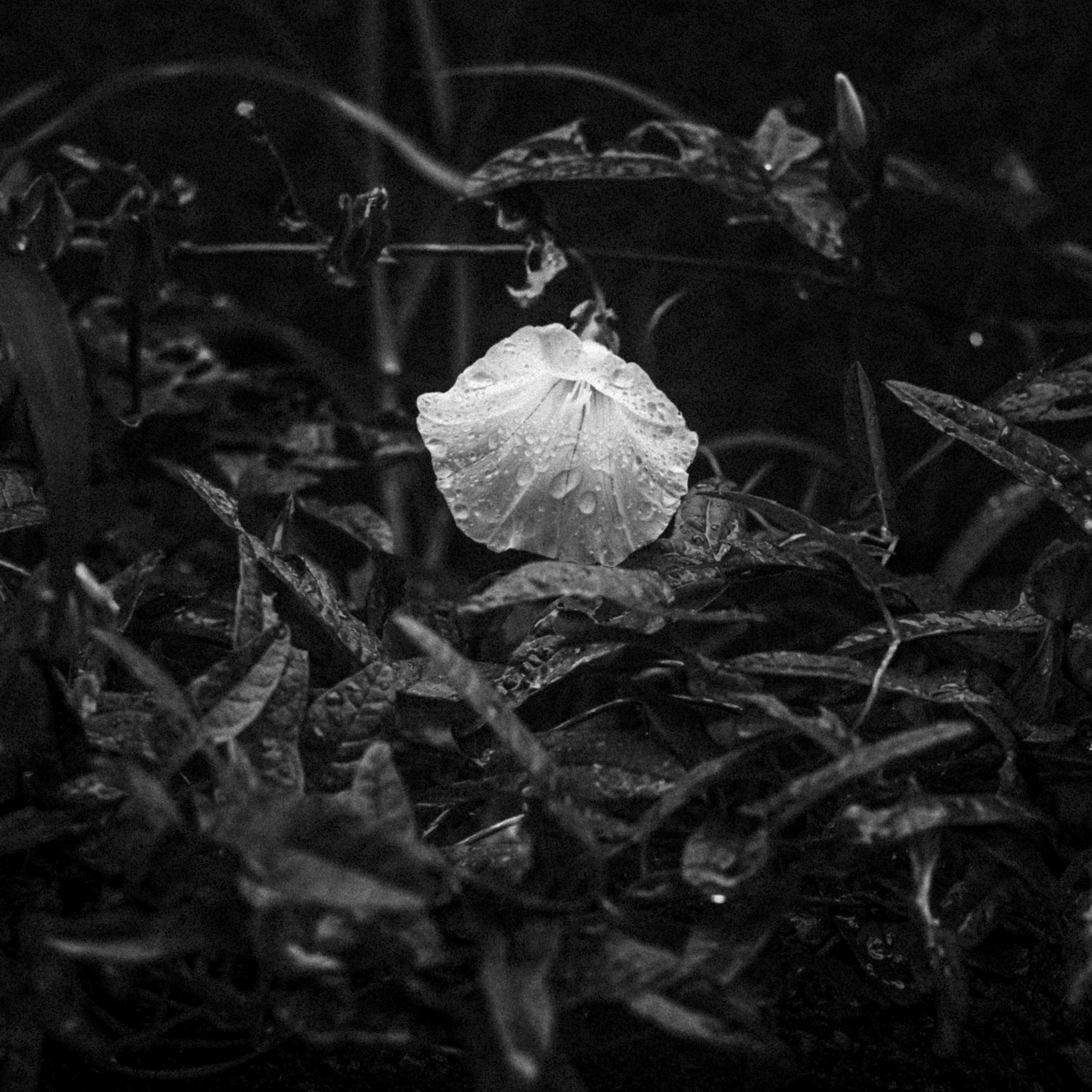 Une fleur blanche fleurissant parmi des feuilles vertes dans une photo en noir et blanc