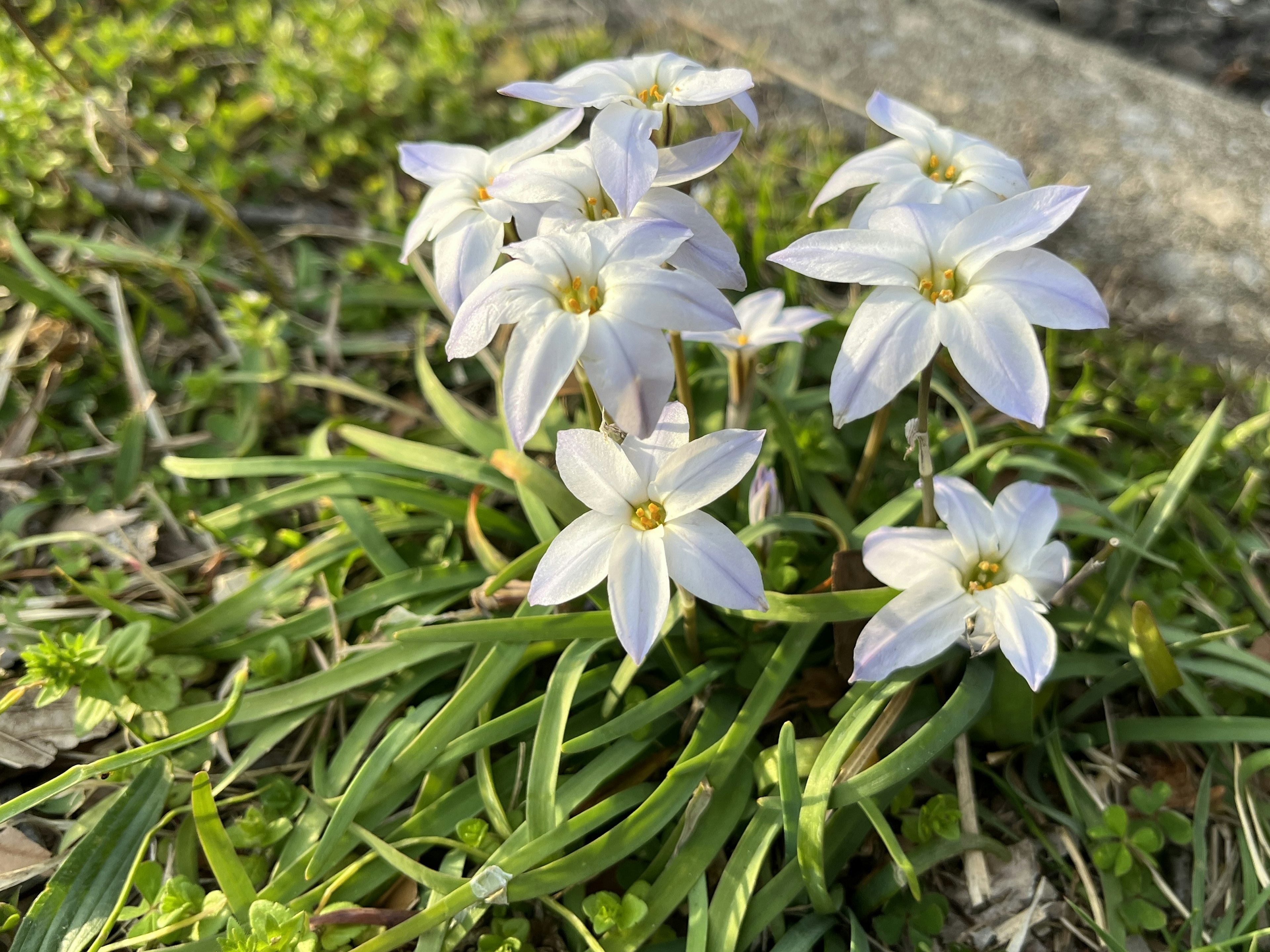 Grupo de pequeñas flores blancas rodeadas de hierba verde