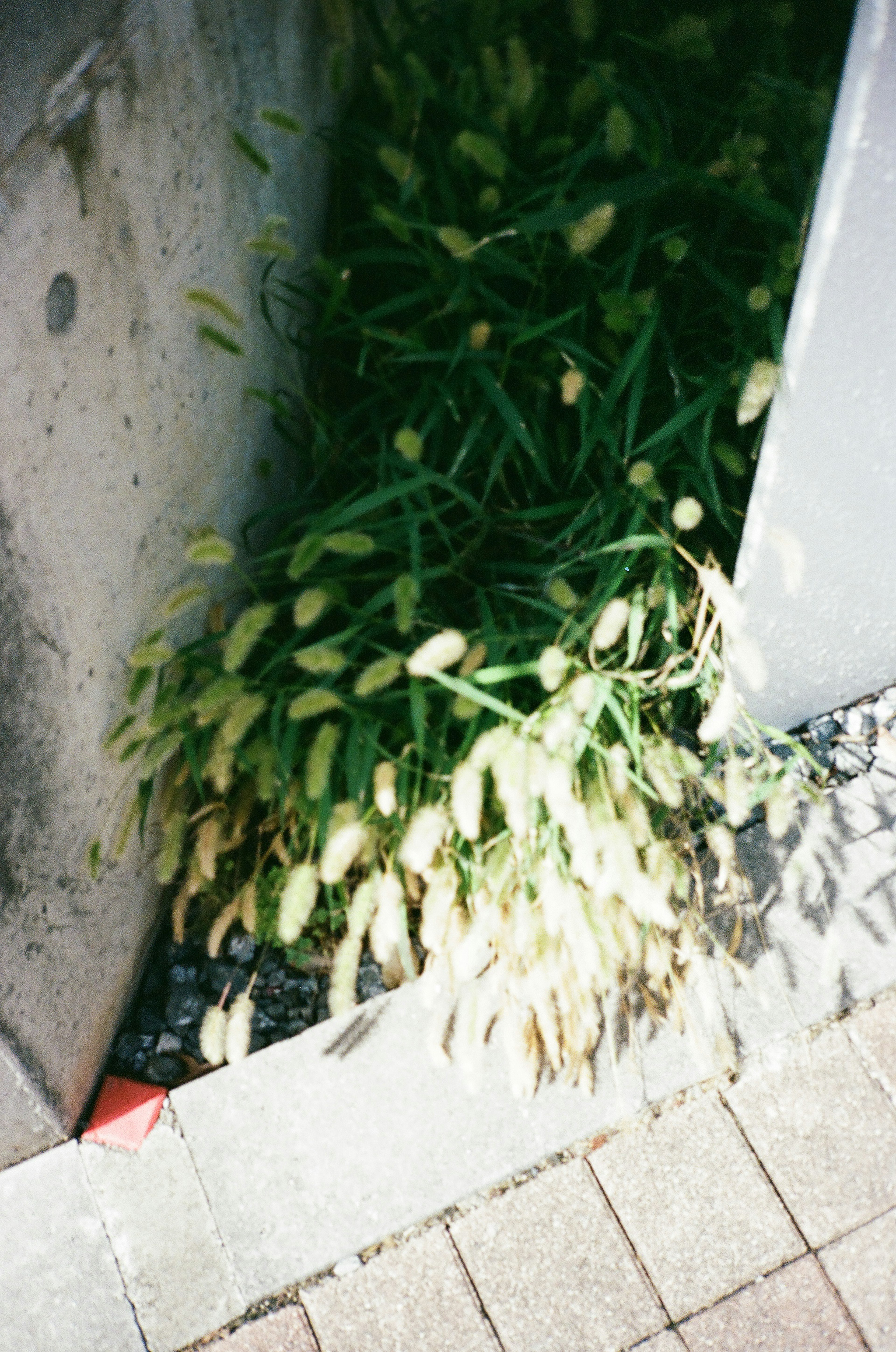 Grüne Pflanze mit gelben Blumen, die durch Beton wächst