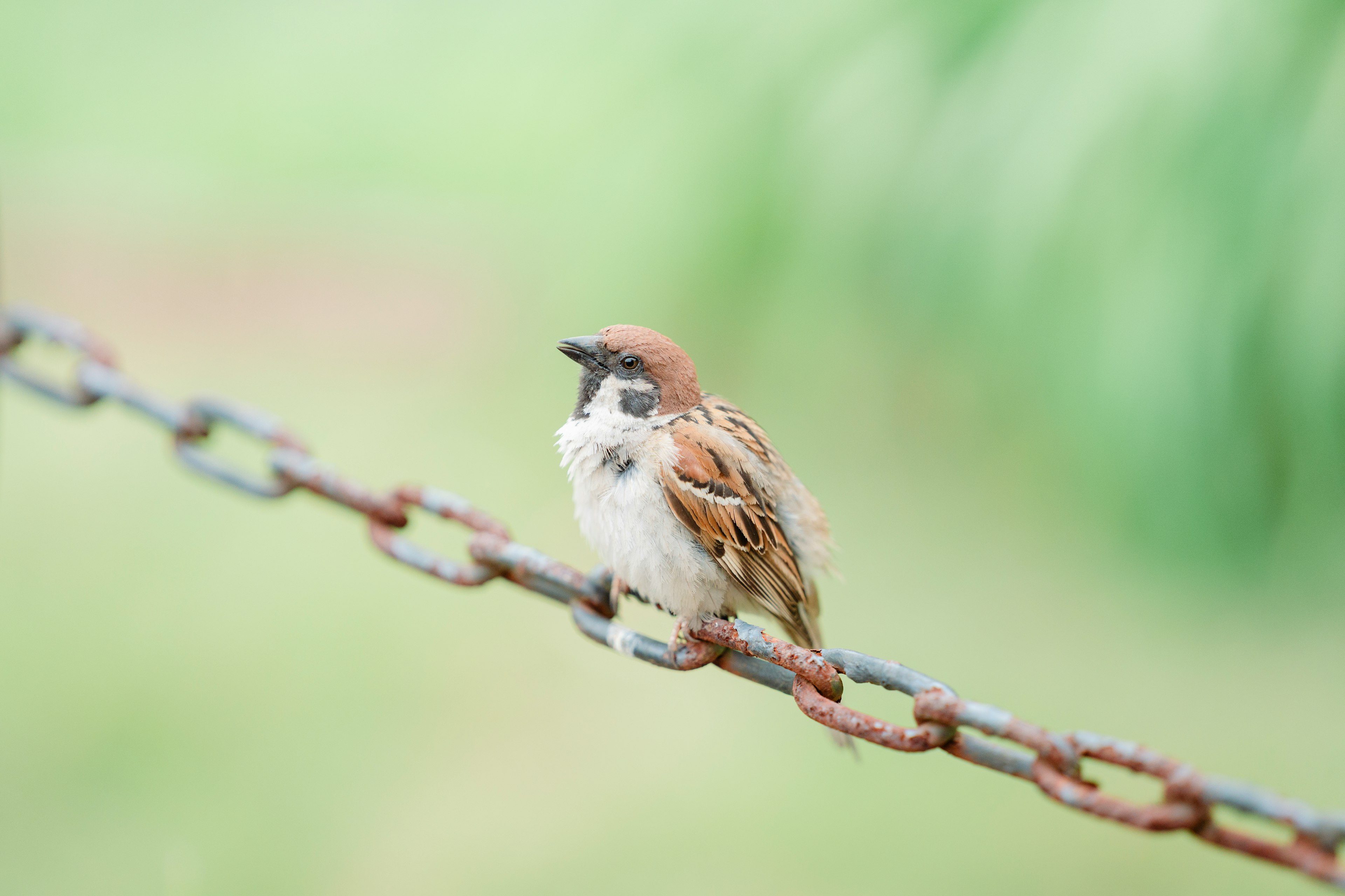 Ein kleiner Vogel mit braunen Federn, der auf einer Kette sitzt, vor einem verschwommenen grünen Hintergrund