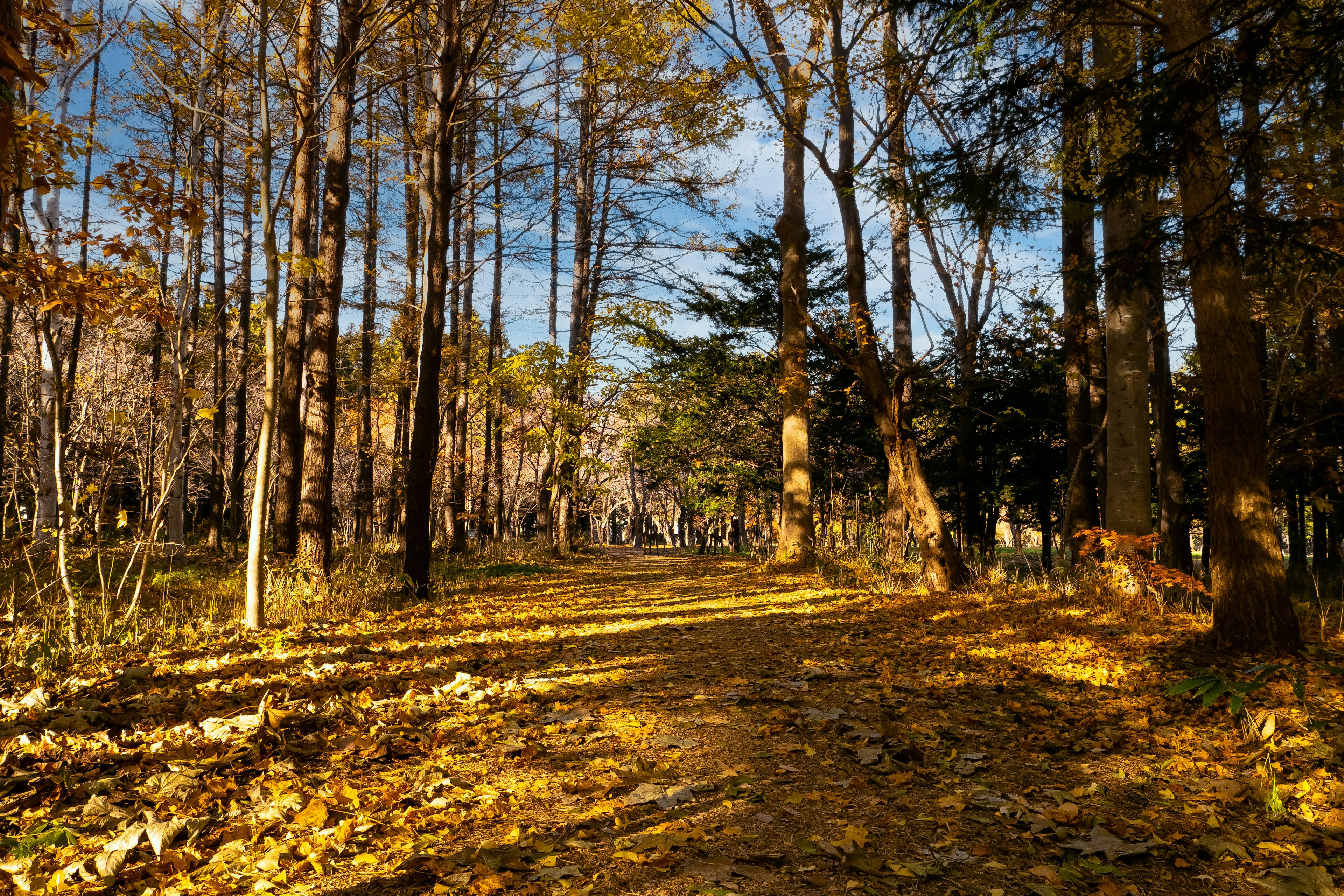 Weg durch einen Herbstwald, bedeckt mit fallenden Blättern