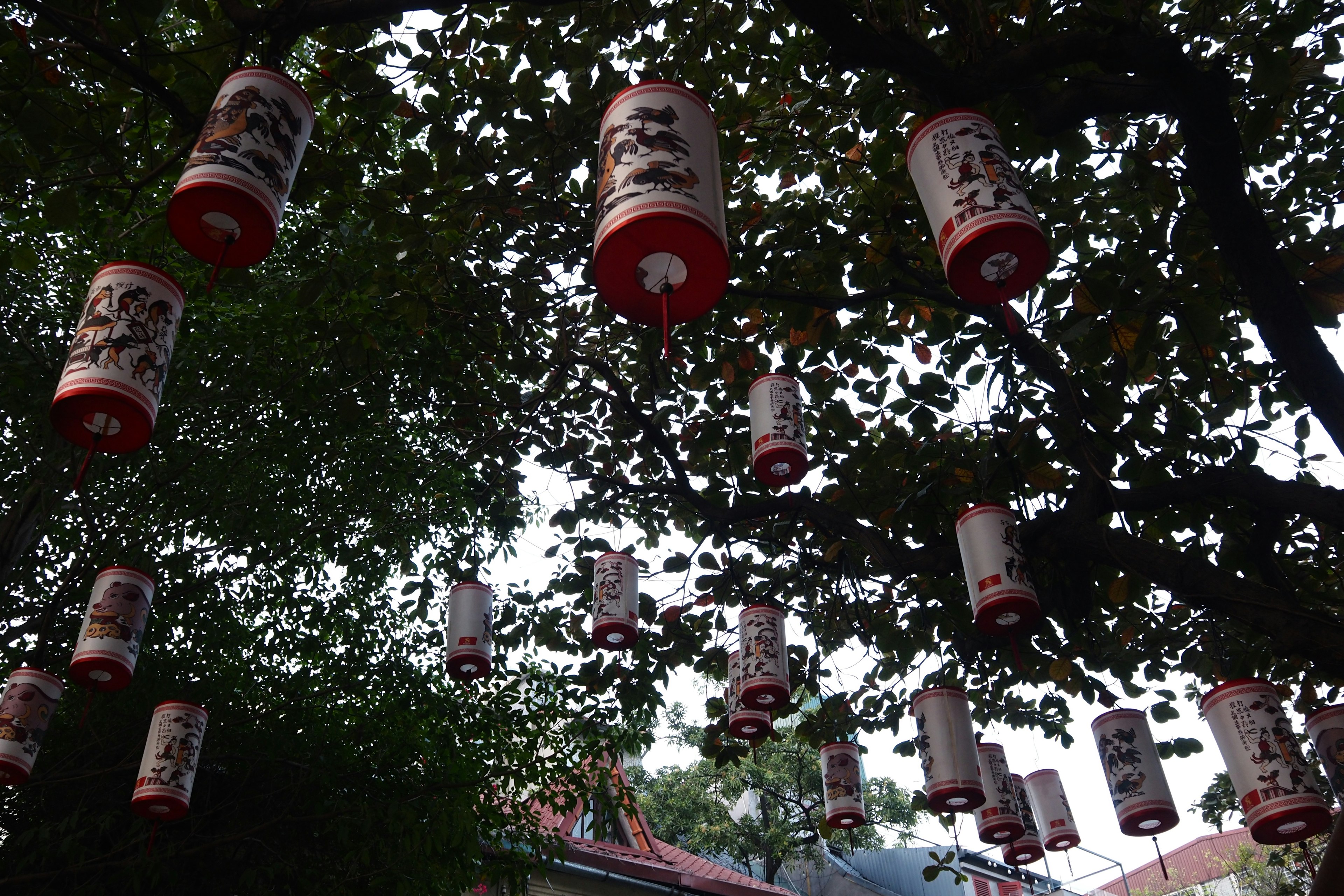 A view of traditional red lanterns hanging among trees