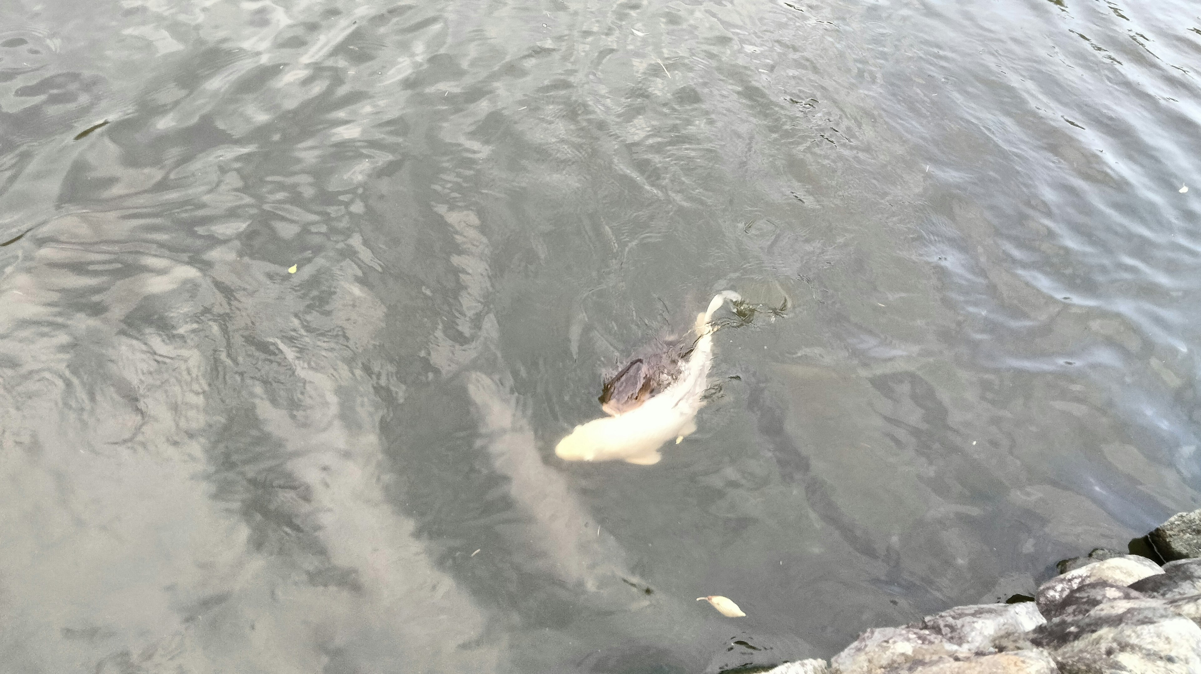 Ein Koi-Fisch, der an der Wasseroberfläche schwimmt