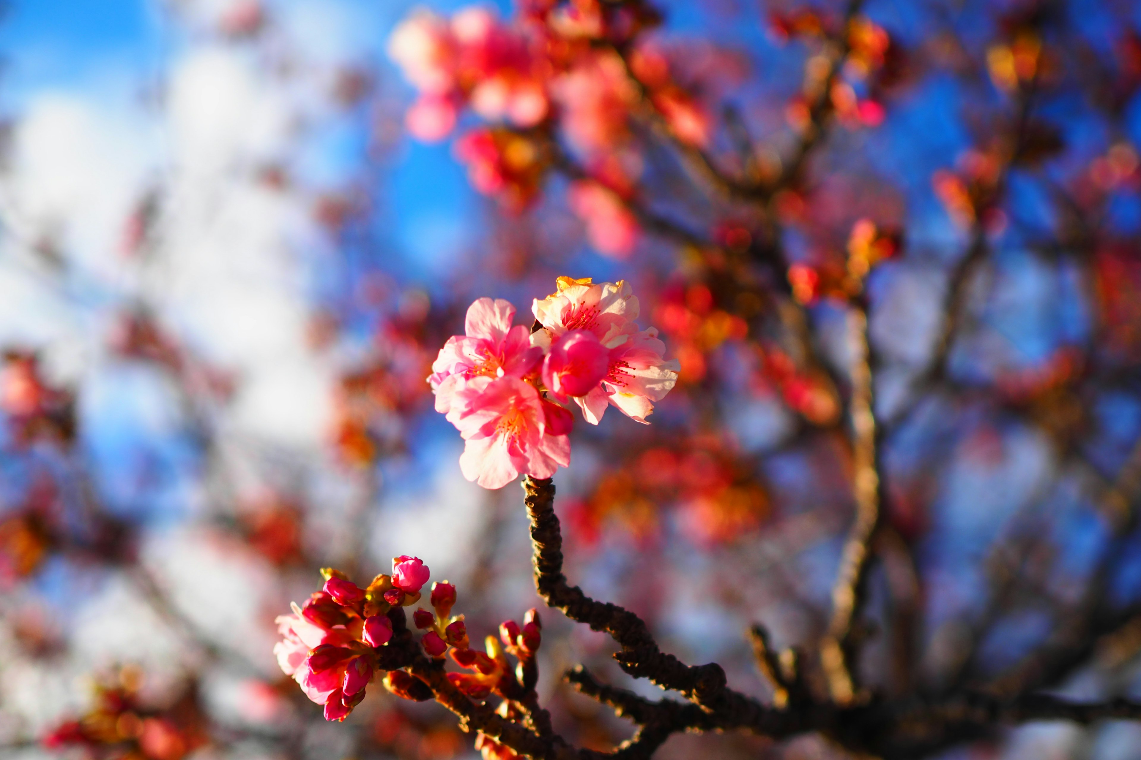 青空の下に咲くピンクの桜の花がある