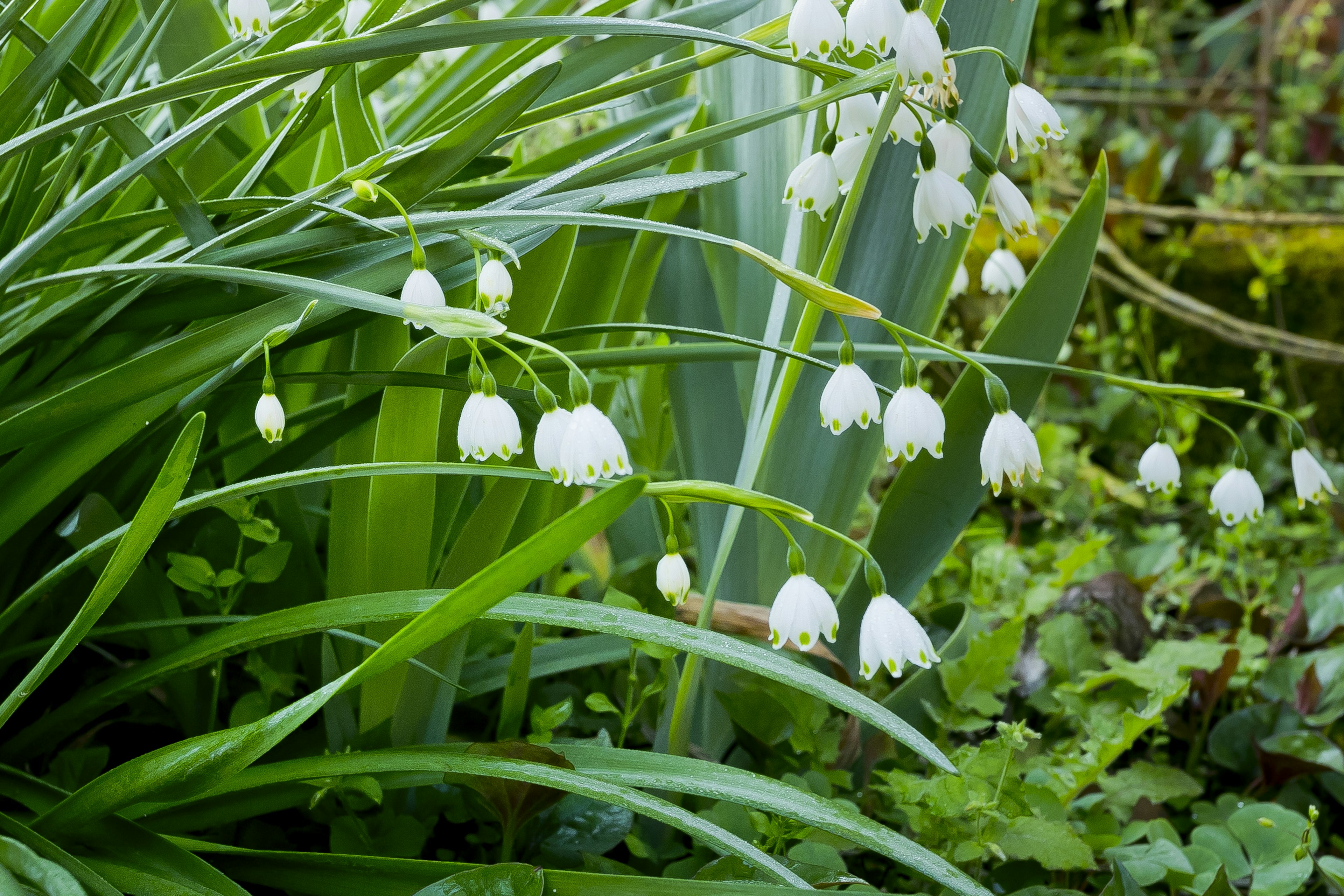 Grupo de plantas con flores blancas y follaje verde en un jardín