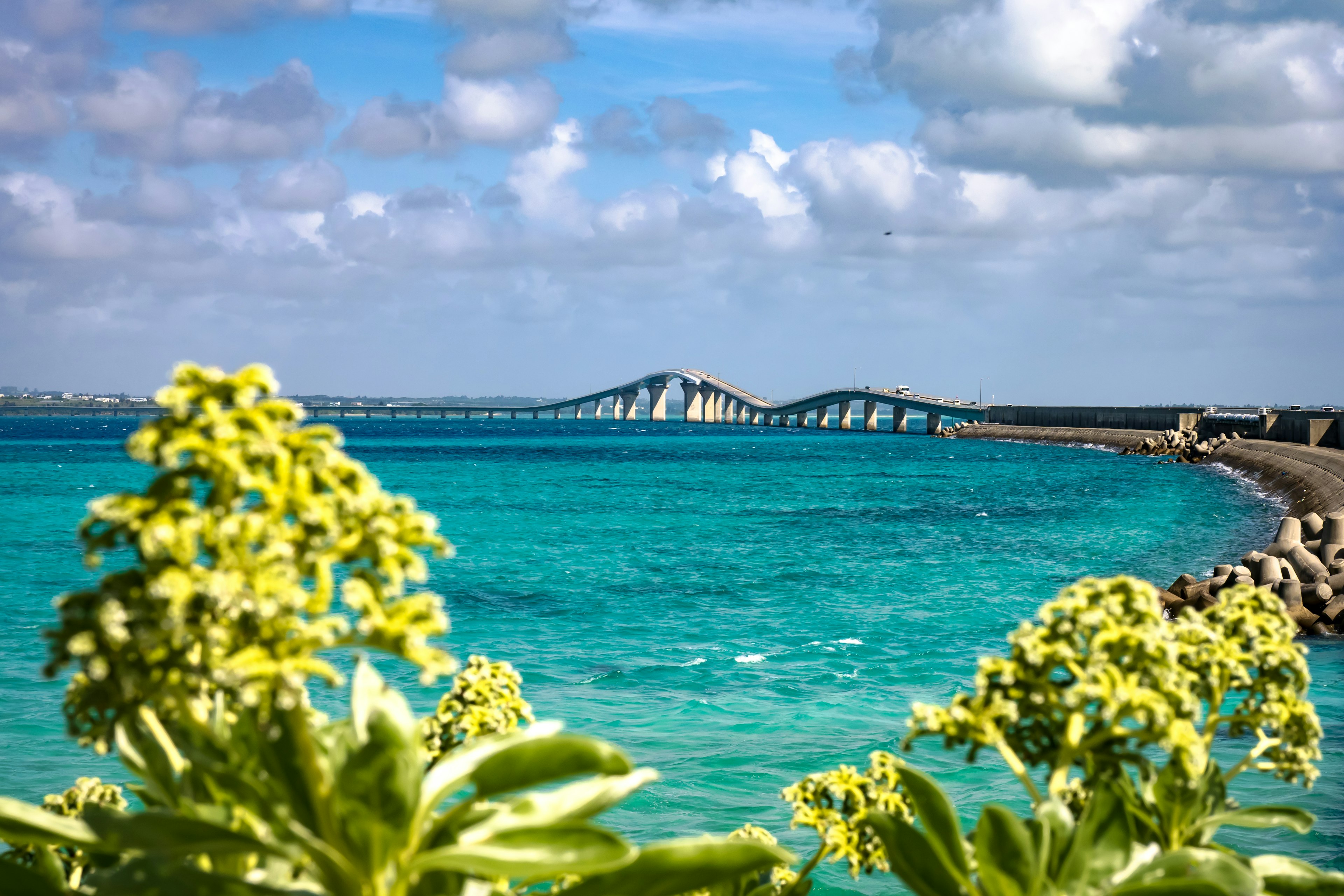 Vista panoramica dell'oceano blu con un ponte in lontananza e fiori gialli in primo piano